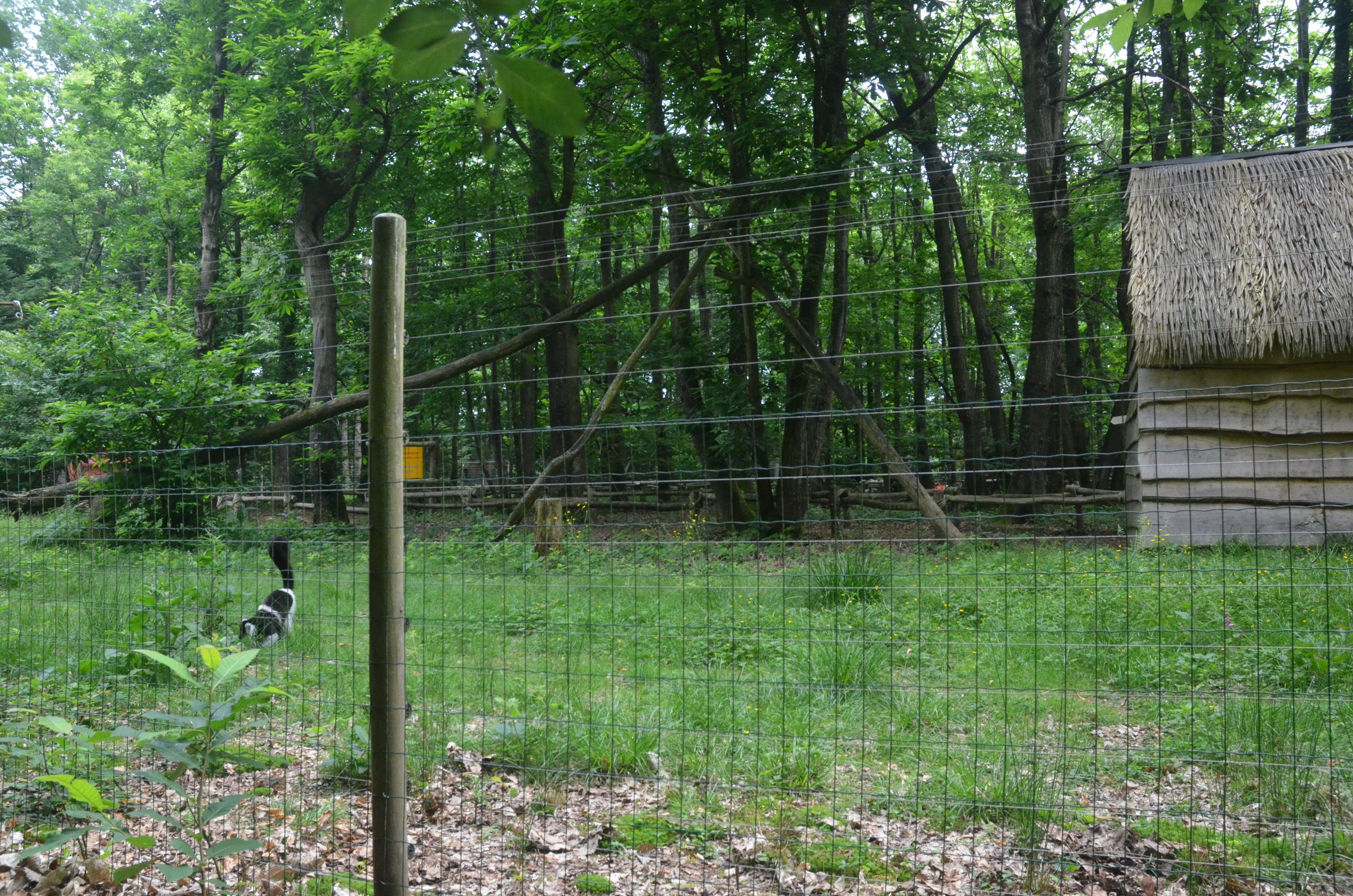 Lemur Walkthrough at CERZA, 10/06/18