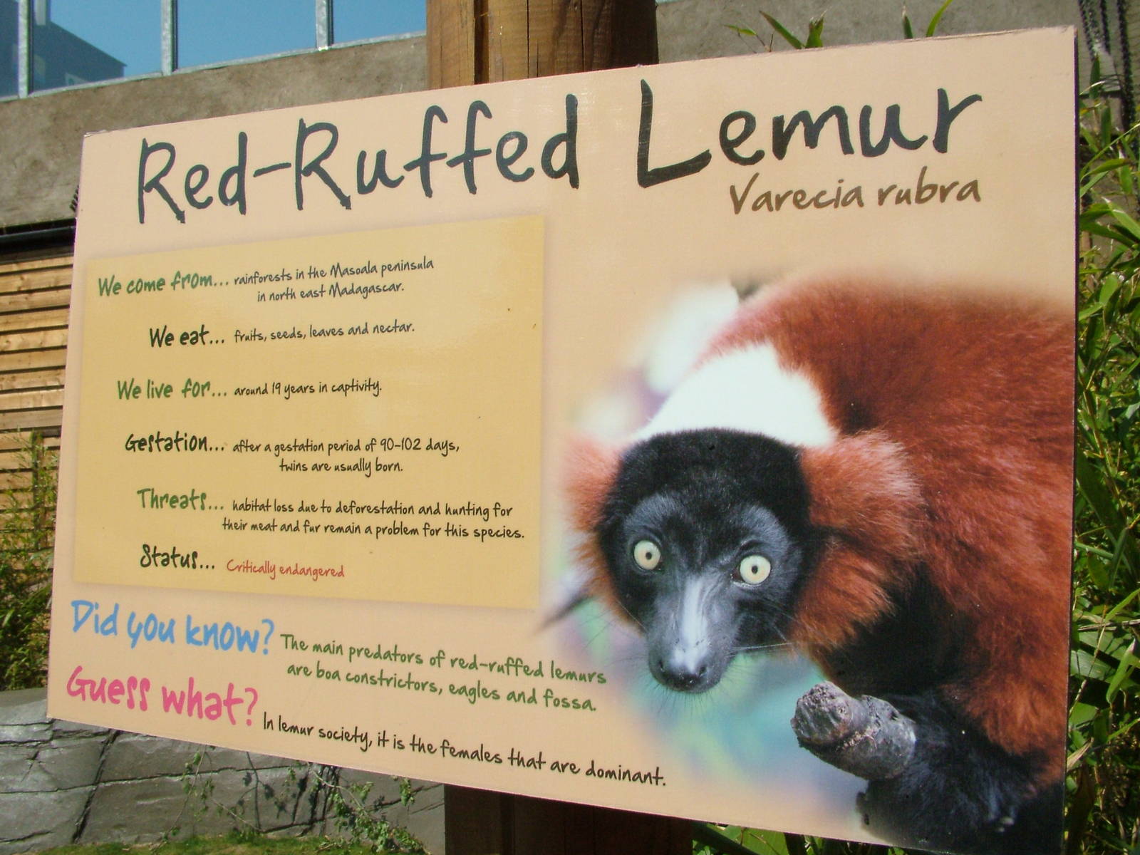 Lemur Walkthrough at Colchester, 28/05/12