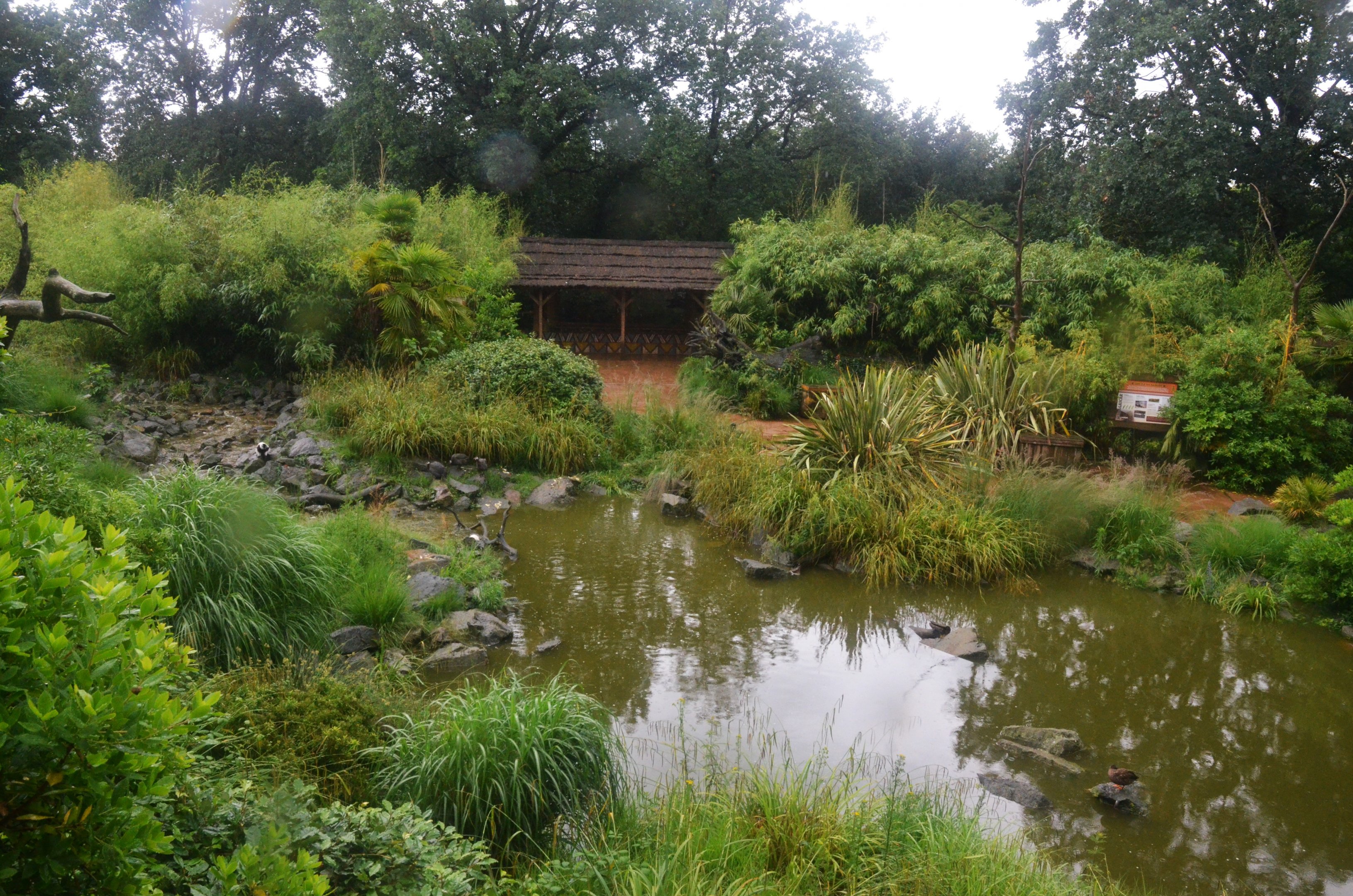 Lemur Walkthrough at La Flèche, 11/06/18