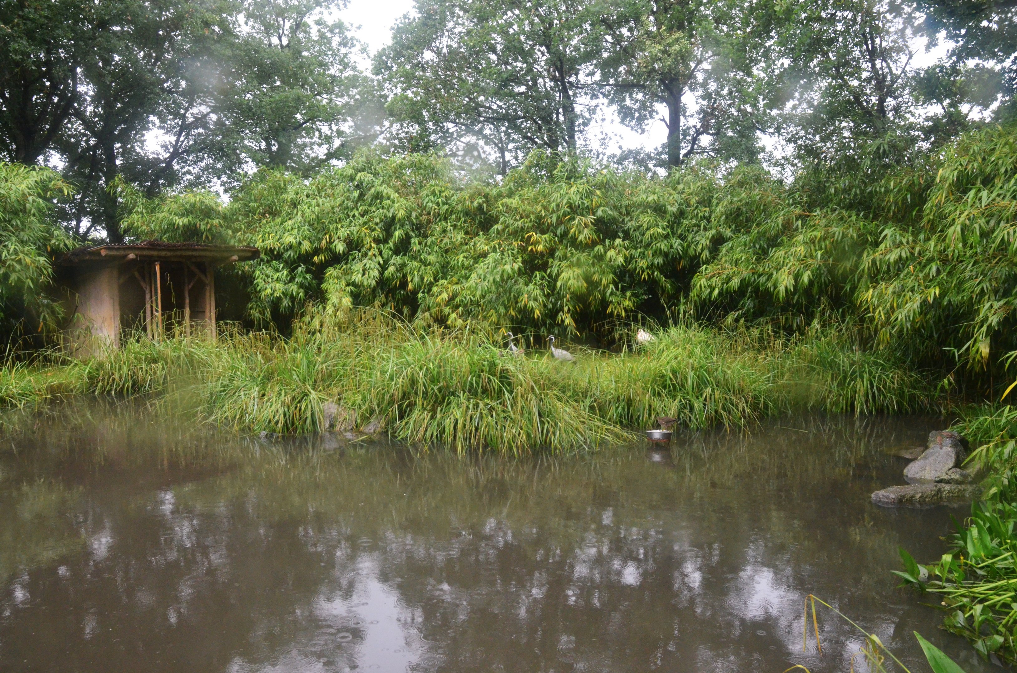 Lemur Walkthrough at La Flèche, 11/06/18