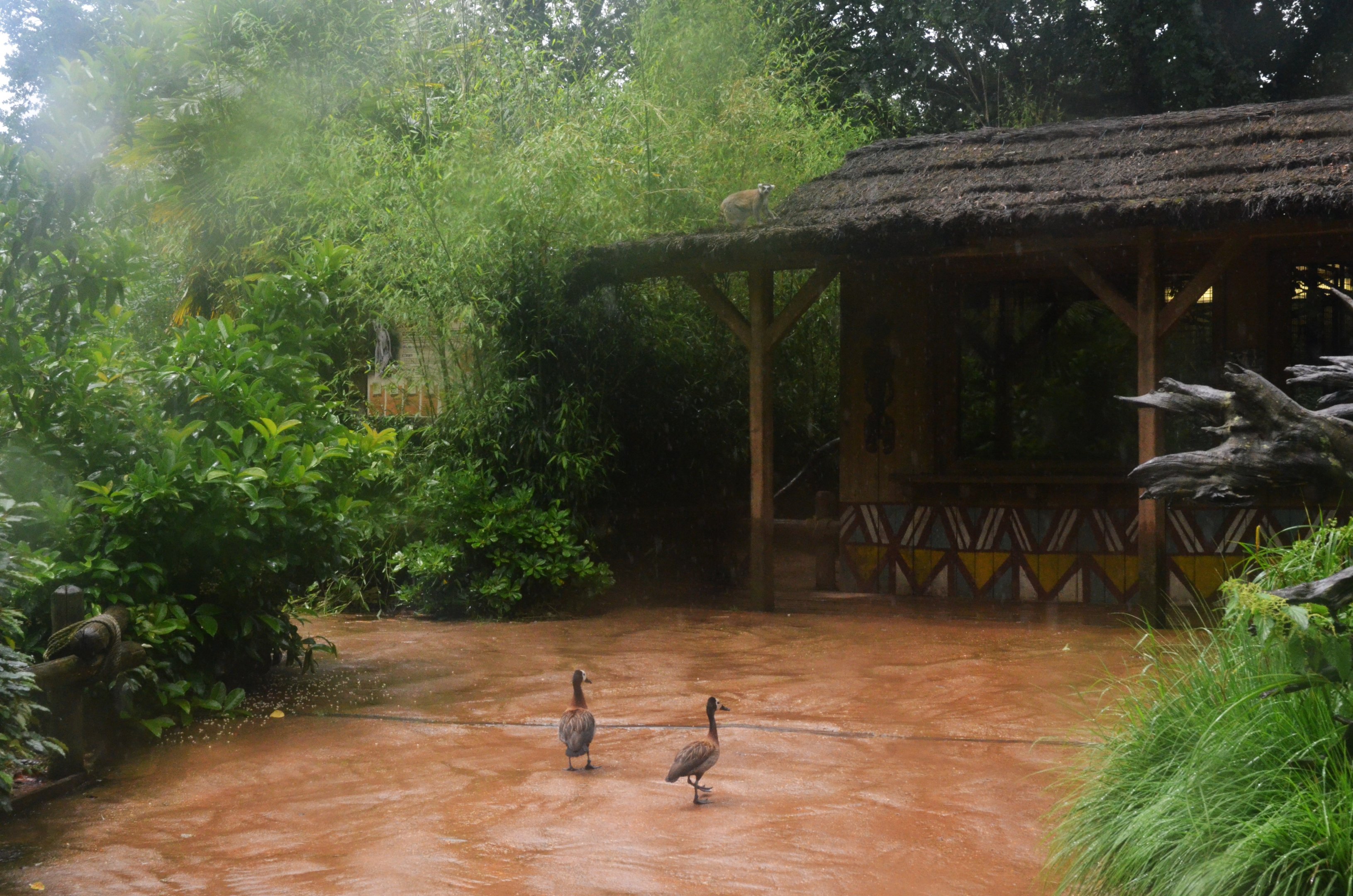 Lemur Walkthrough at La Flèche, 11/06/18