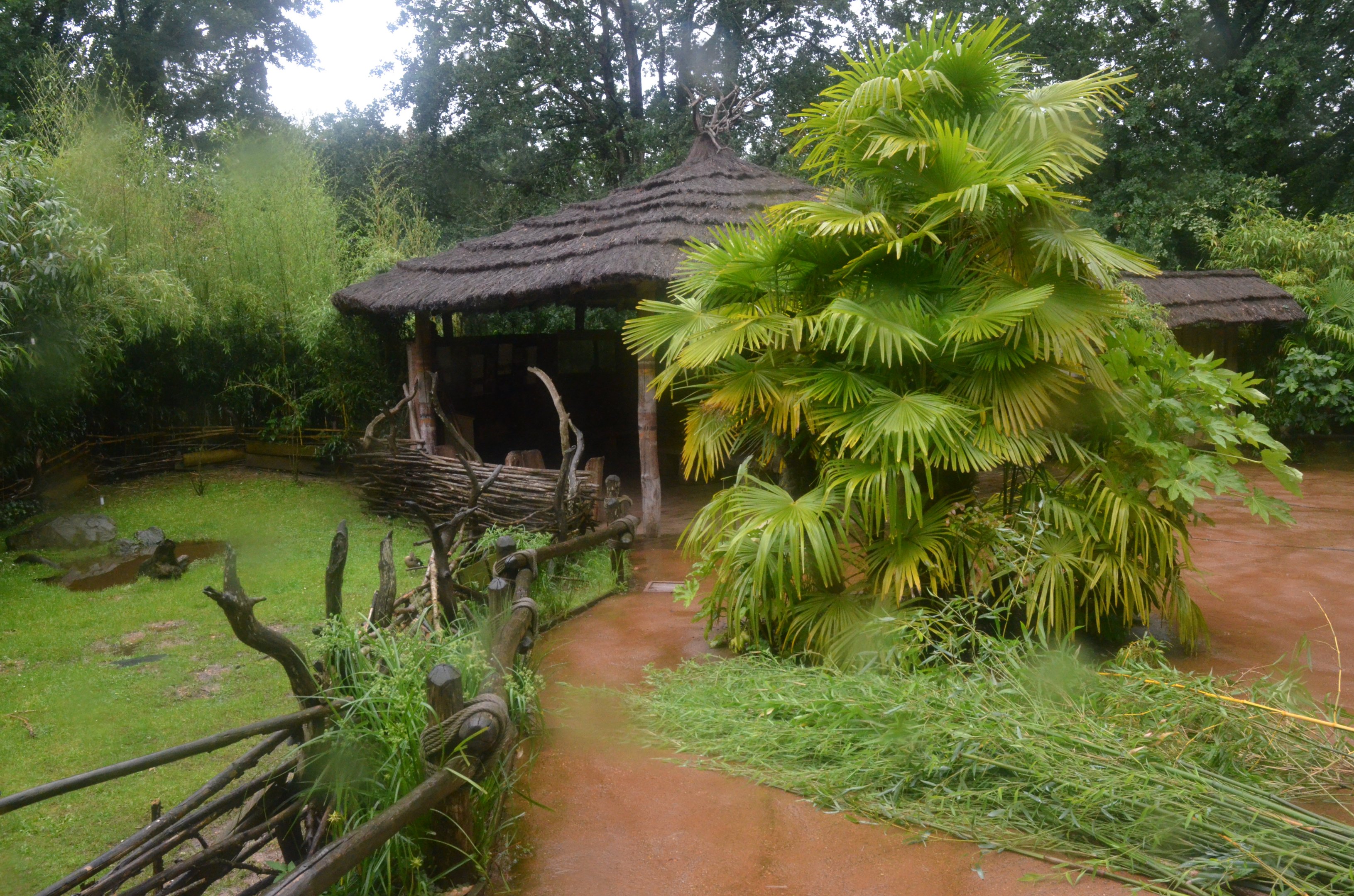 Lemur Walkthrough at La Flèche, 11/06/18