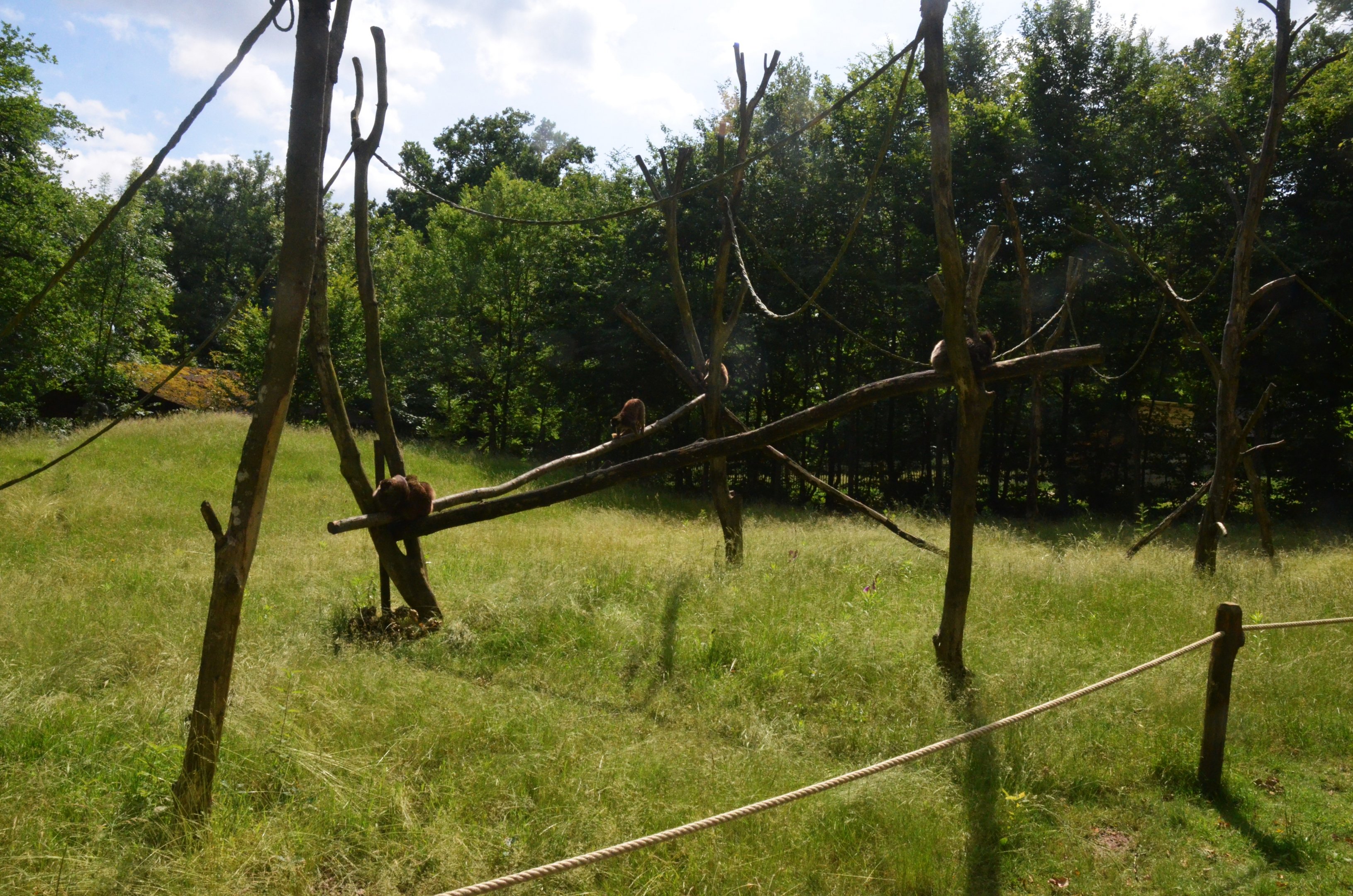 Lemur Walkthrough at Pescheray, 13/06/18