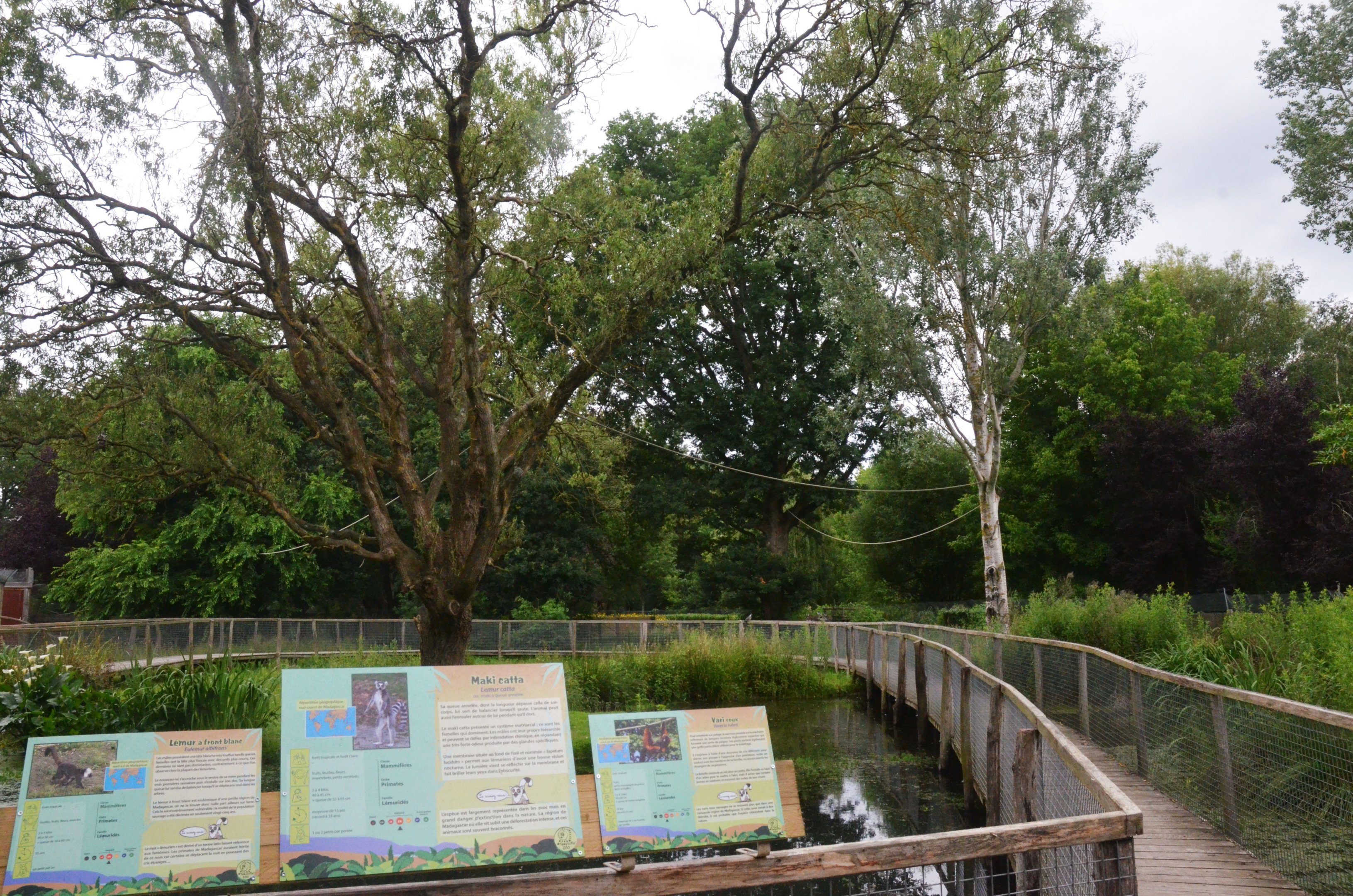 Lemur Walkthrough at Spaycific'Zoo, 13/06/18