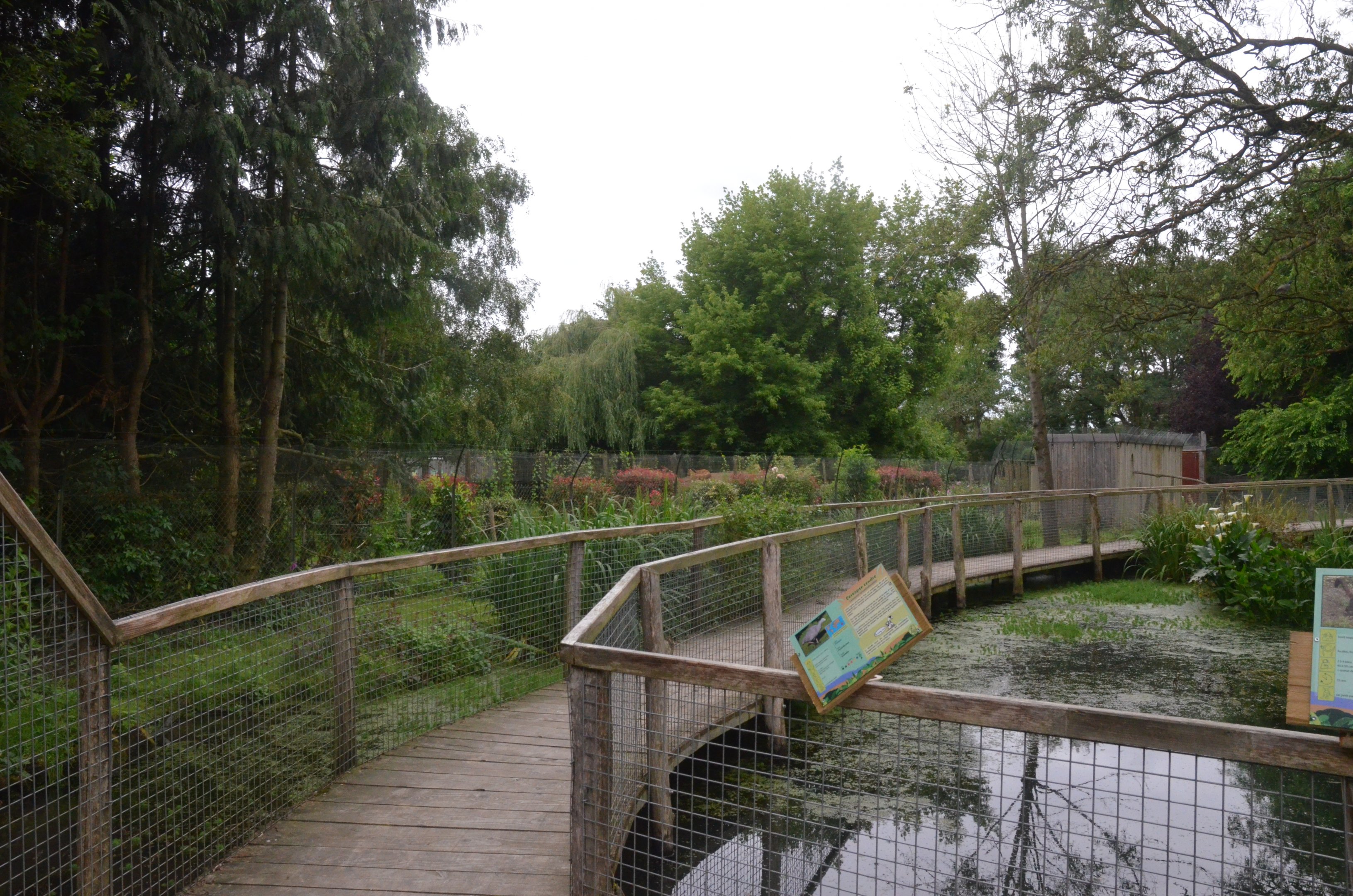 Lemur Walkthrough at Spaycific'Zoo, 13/06/18