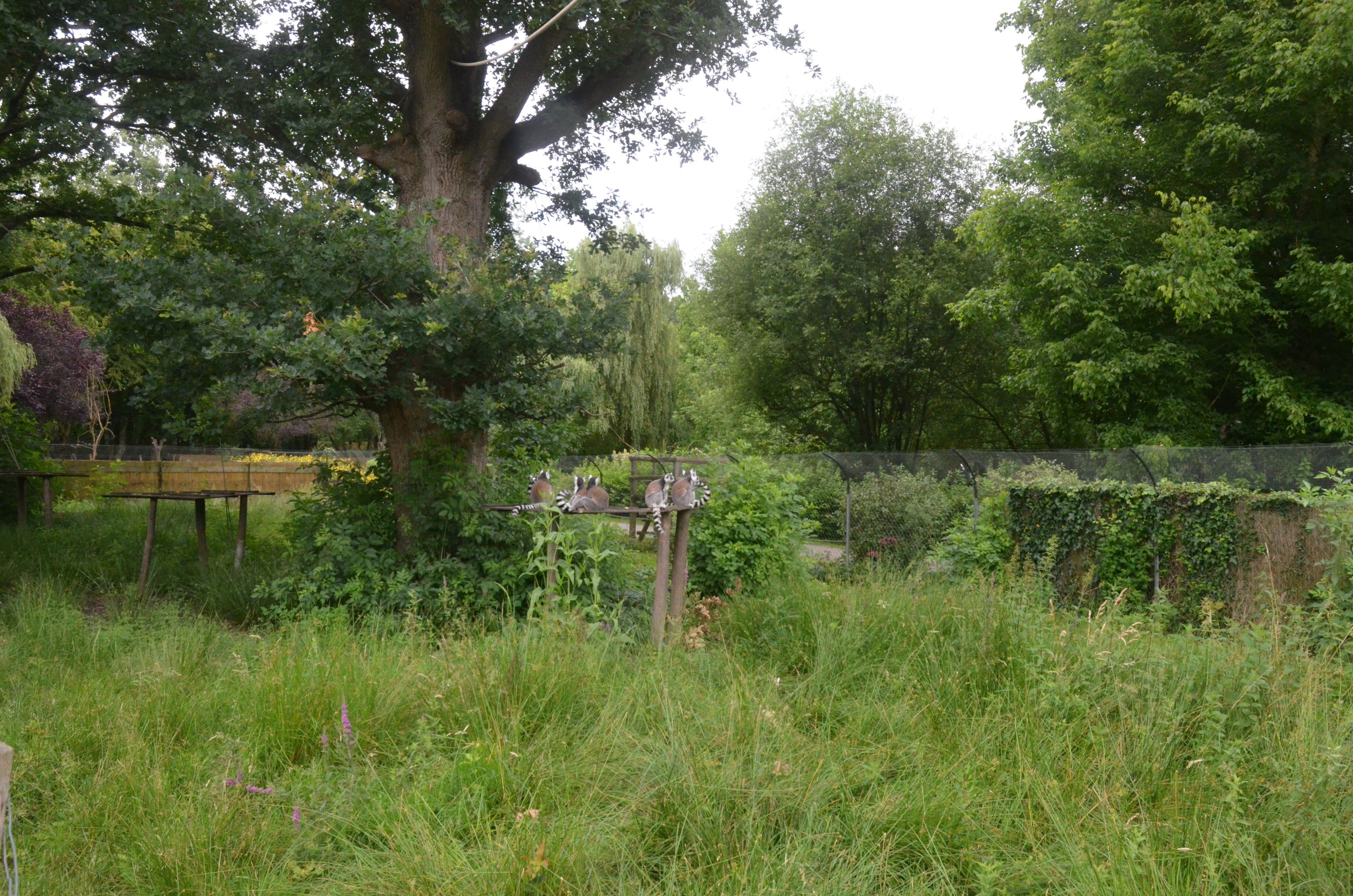 Lemur Walkthrough at Spaycific'Zoo, 13/06/18