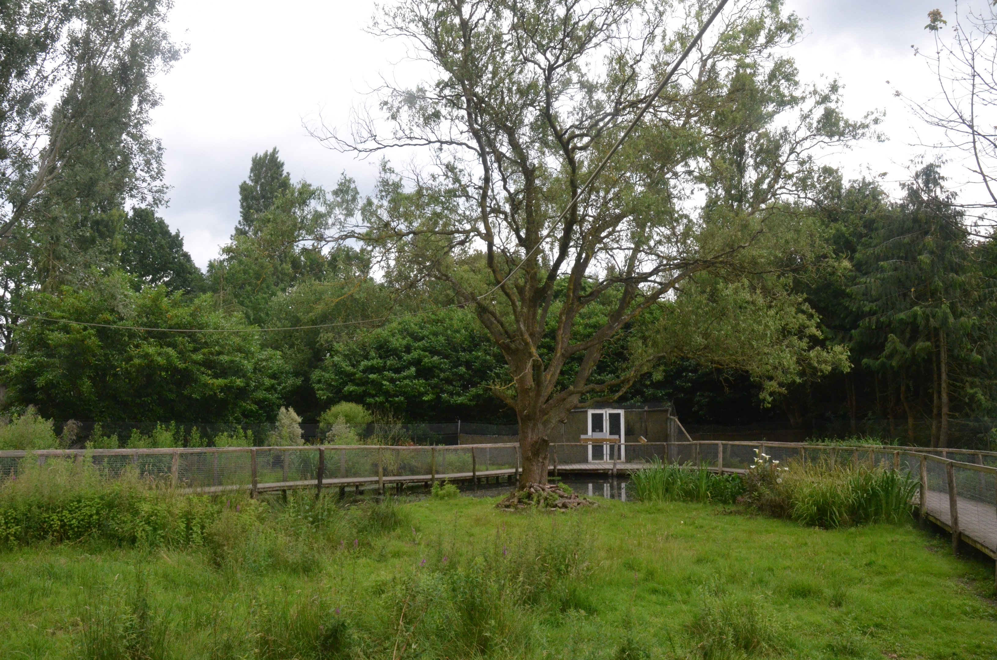 Lemur Walkthrough at Spaycific'Zoo, 13/06/18