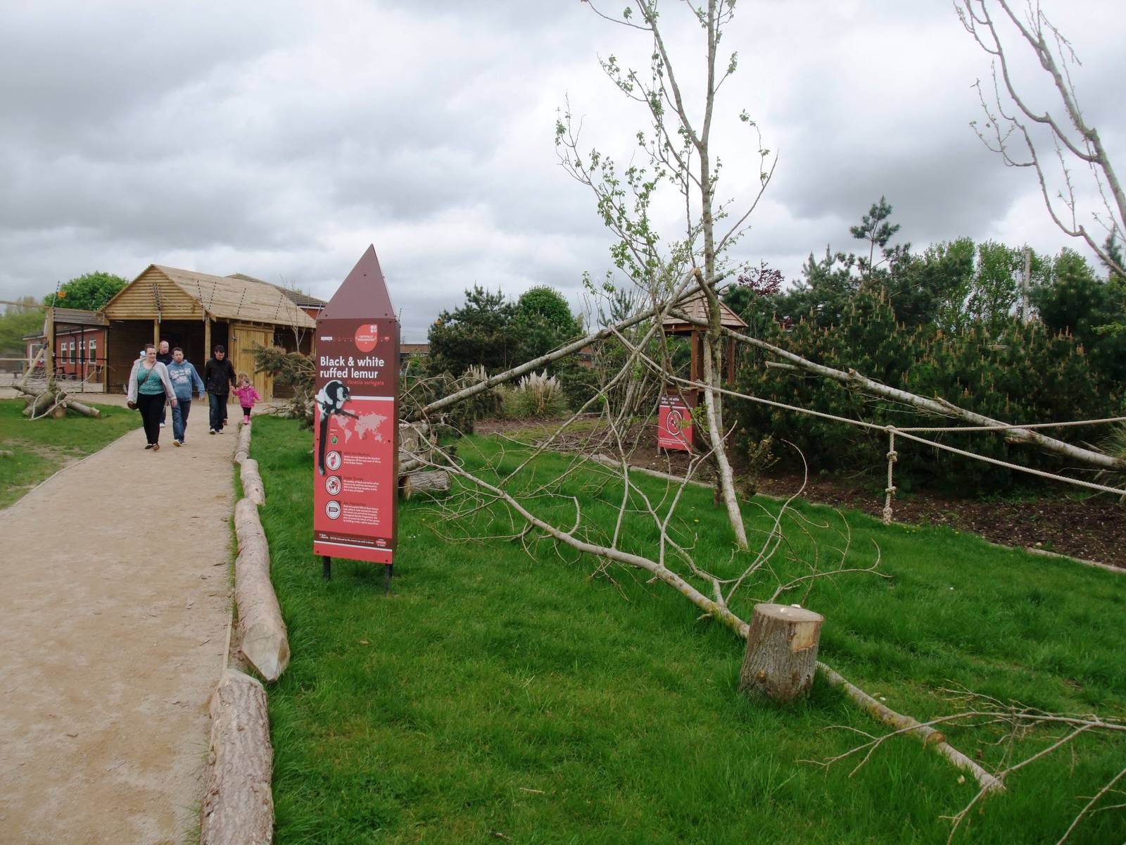 Lemur Walkthrough at Twycross, 18/05/13
