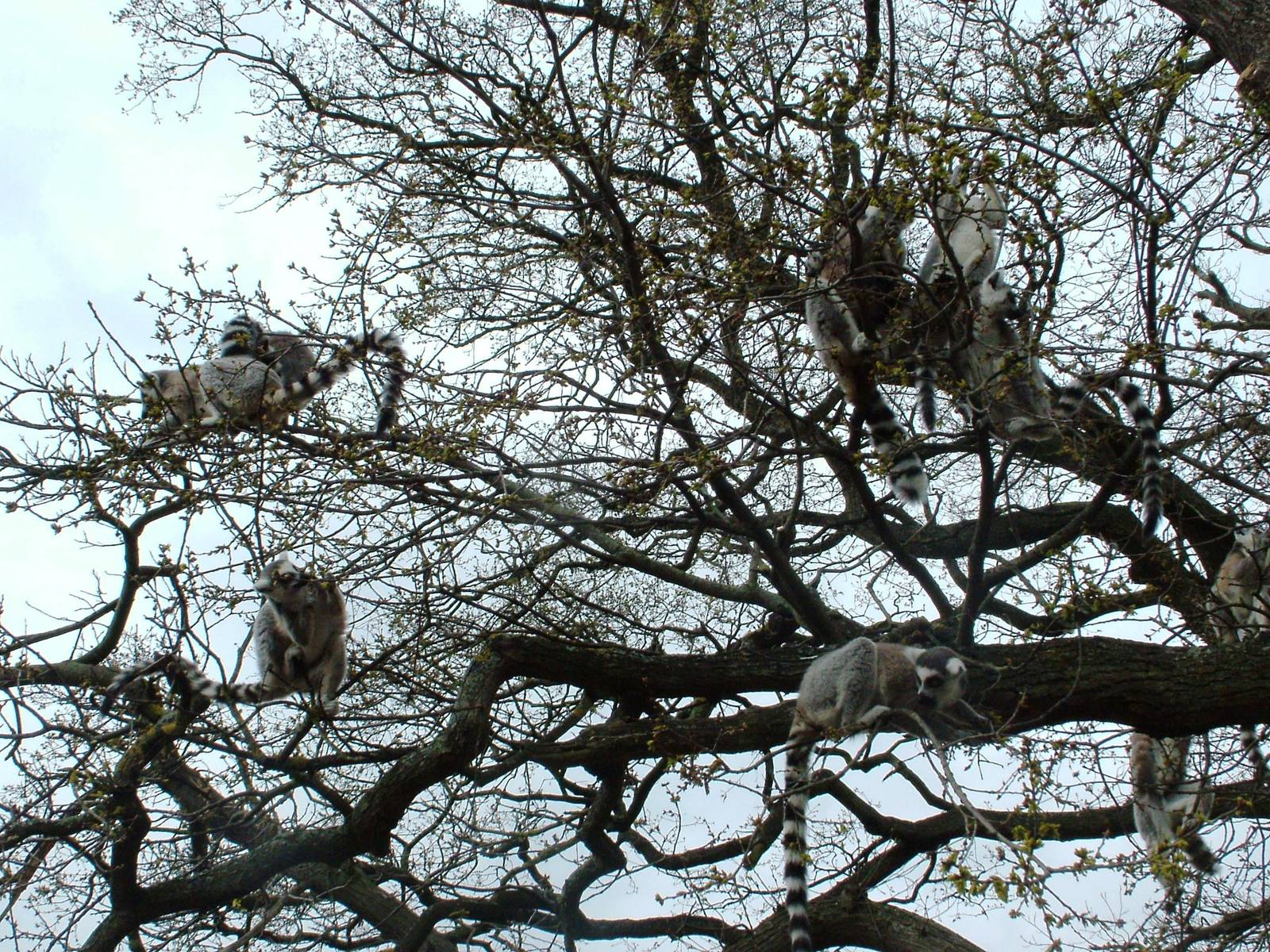 Lemur Walkthrough at West Mids, 05/05/12