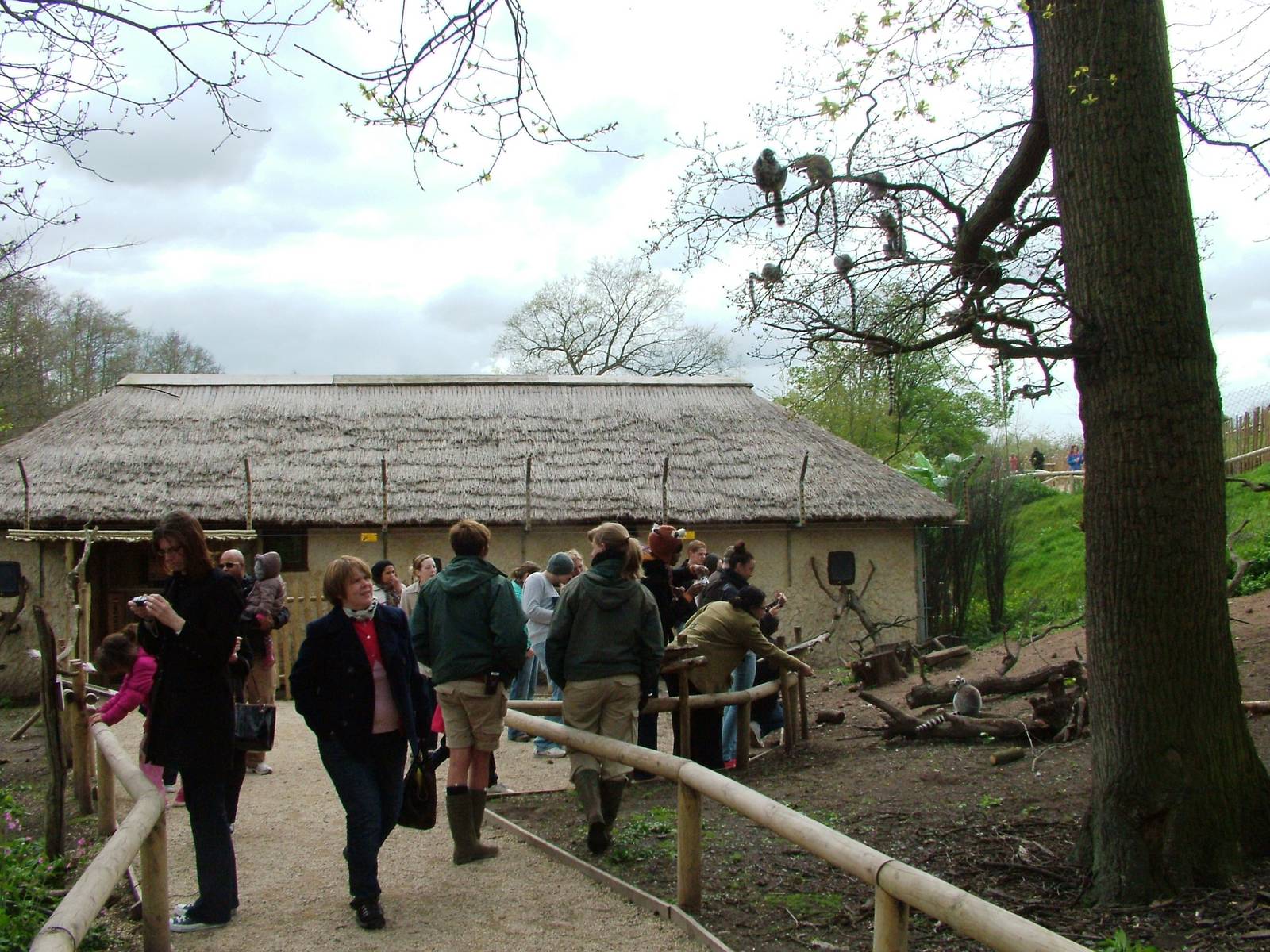 Lemur Walkthrough at West Mids, 05/05/12
