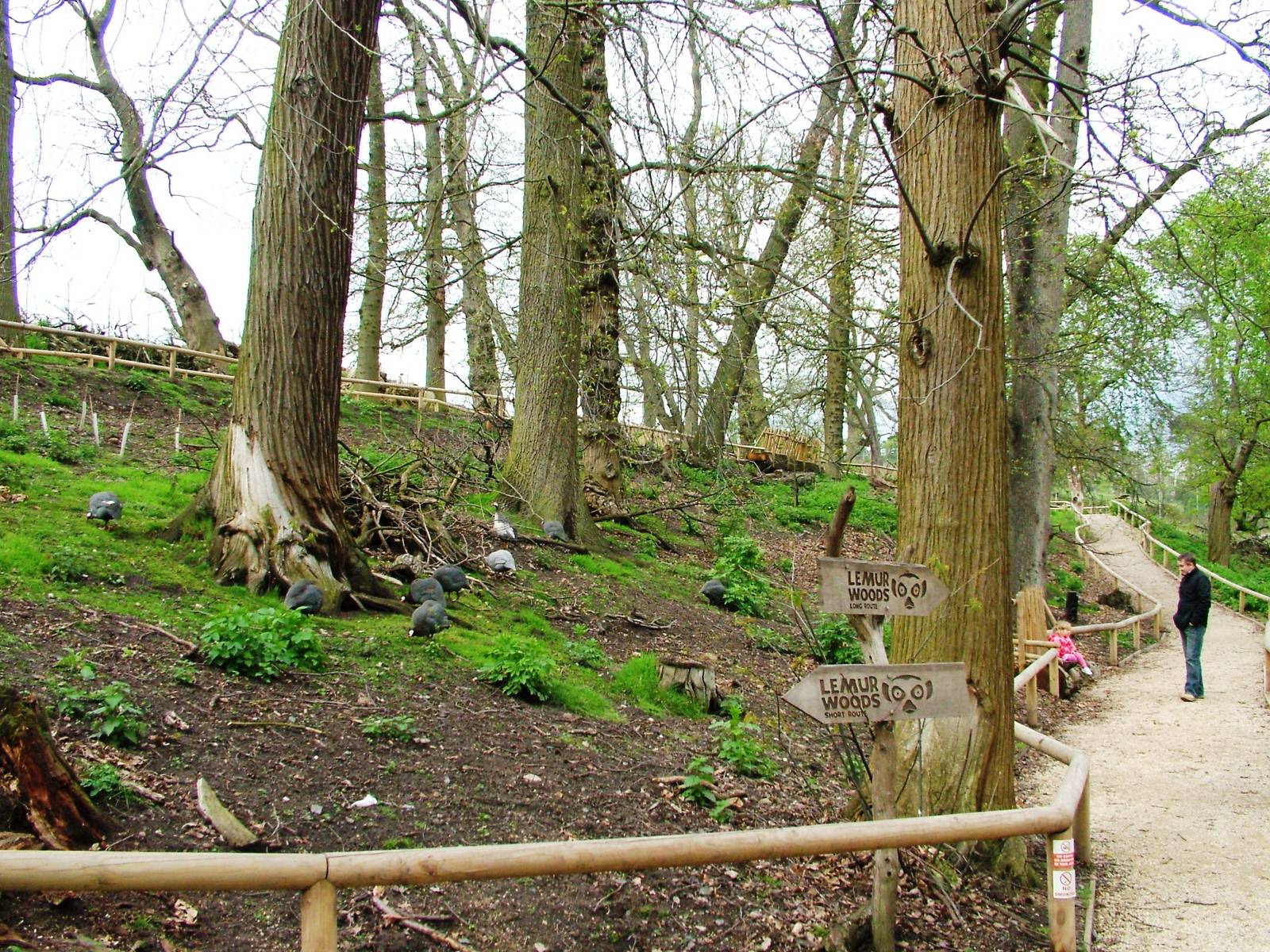 Lemur Walkthrough at West Mids, 05/05/12