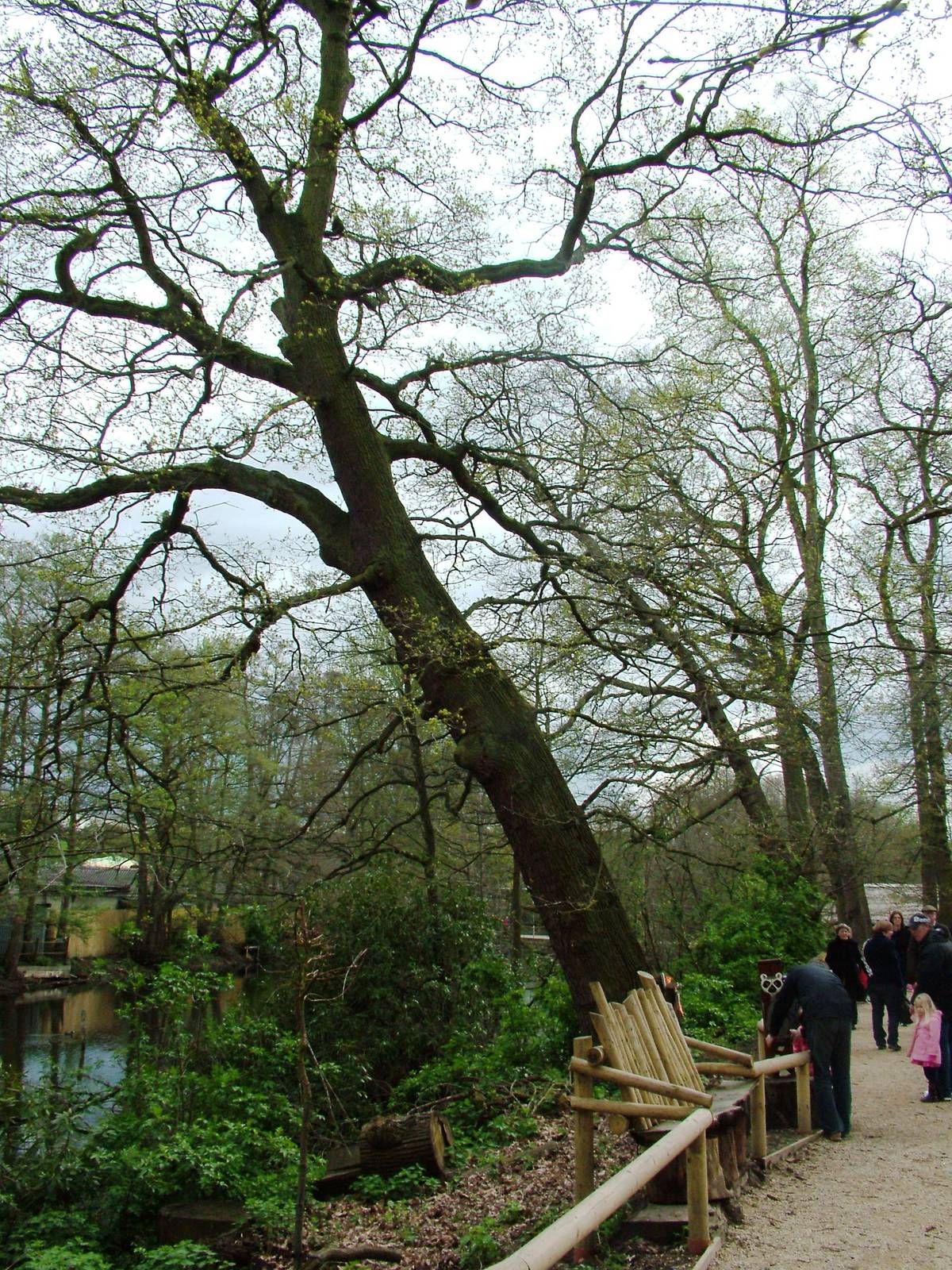 Lemur Walkthrough at West Mids, 05/05/12