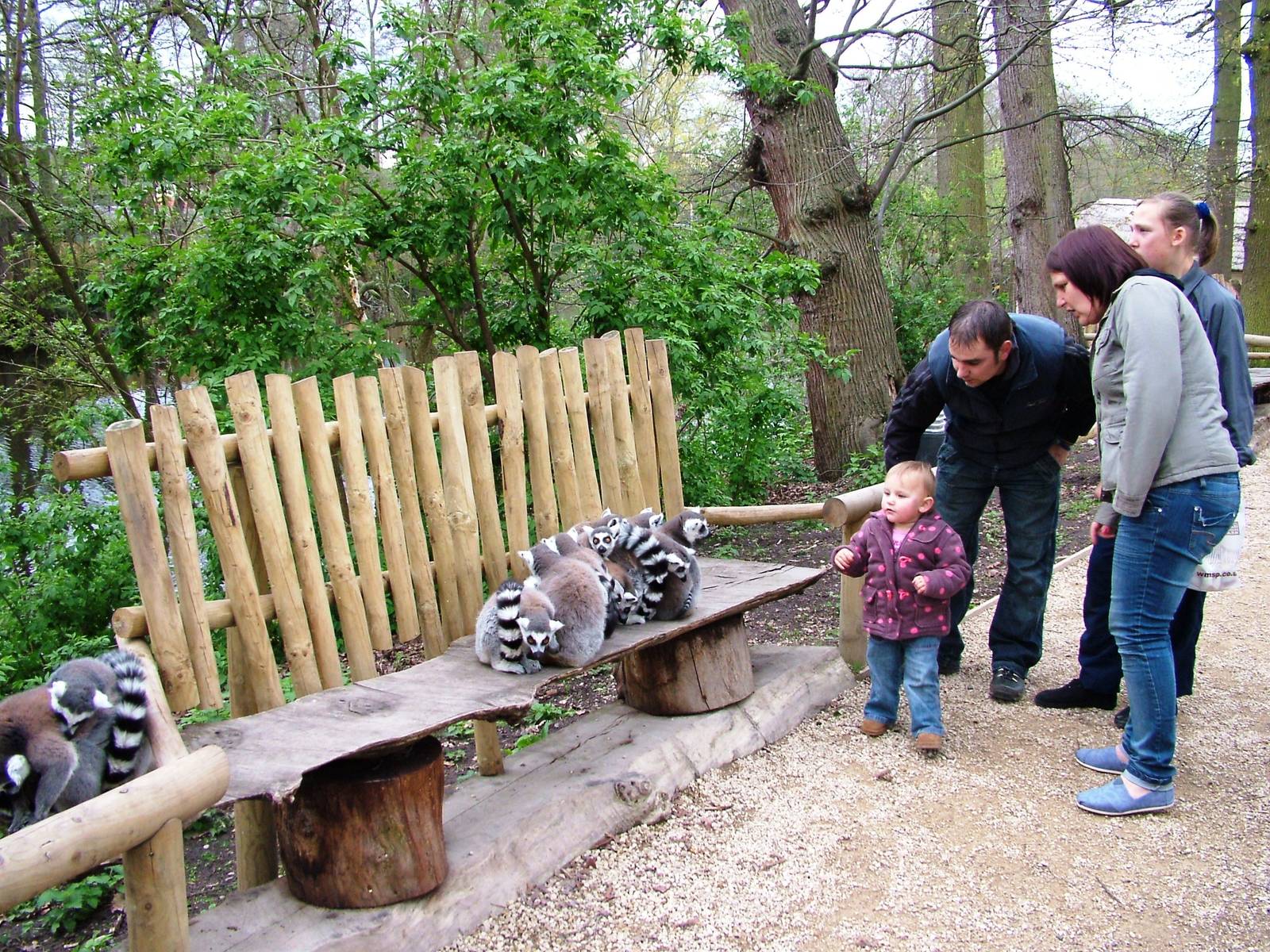 Lemur Walkthrough at West Mids, 05/05/12