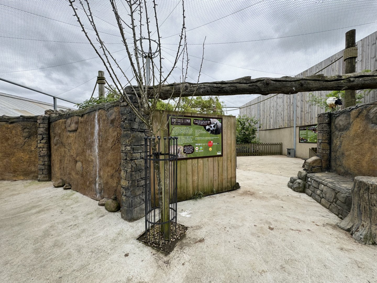 Lemur Walkthrough at Woodside Wildlife Park (May 2024)