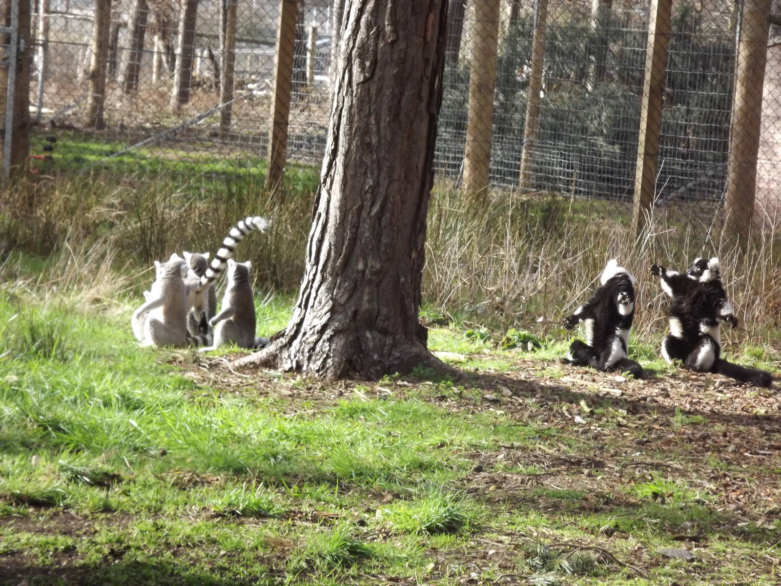 Lemur Walkthrough at Yorkshire Wildlife Park 18/02/12