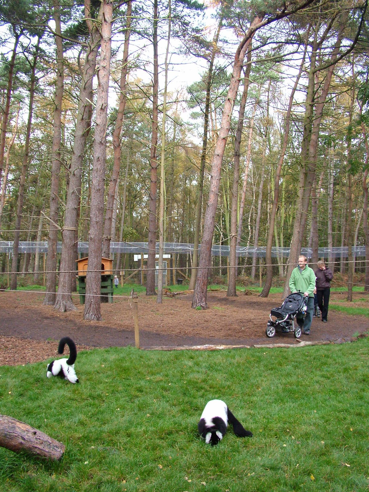 Lemur walkthrough at Yorkshire WP 31/10/09