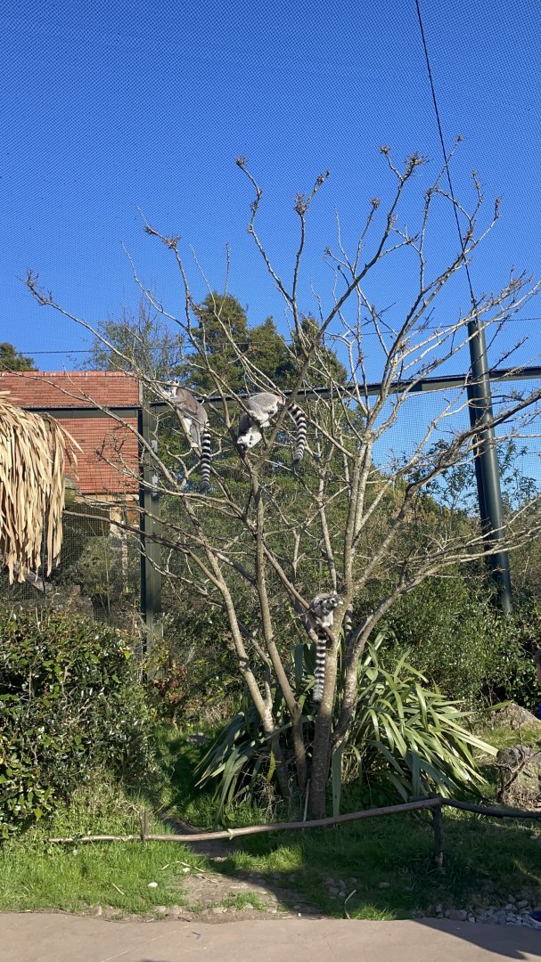 Lemur Walkthrough Enclosure: Madagascar