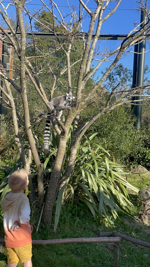 Lemur Walkthrough Enclosure: Madagascar