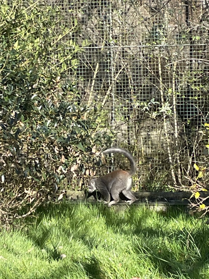 Lemur Walkthrough Enclosure: Madagascar