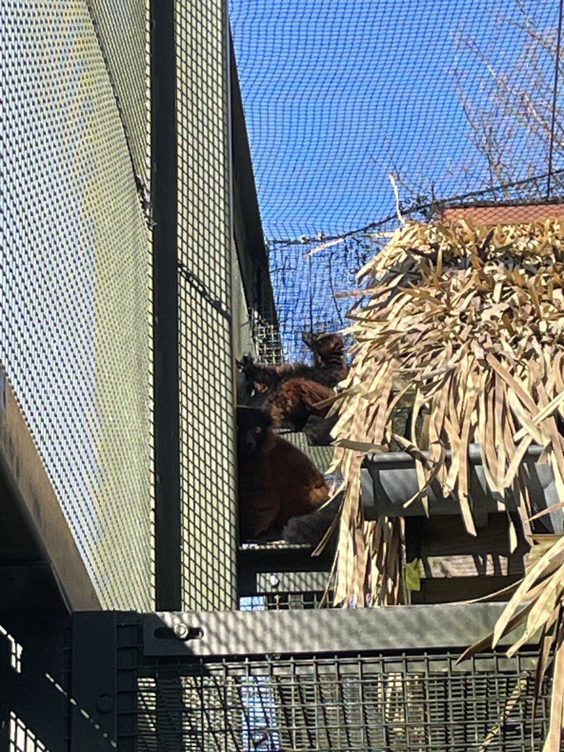 Lemur Walkthrough enclosure: Madagascar