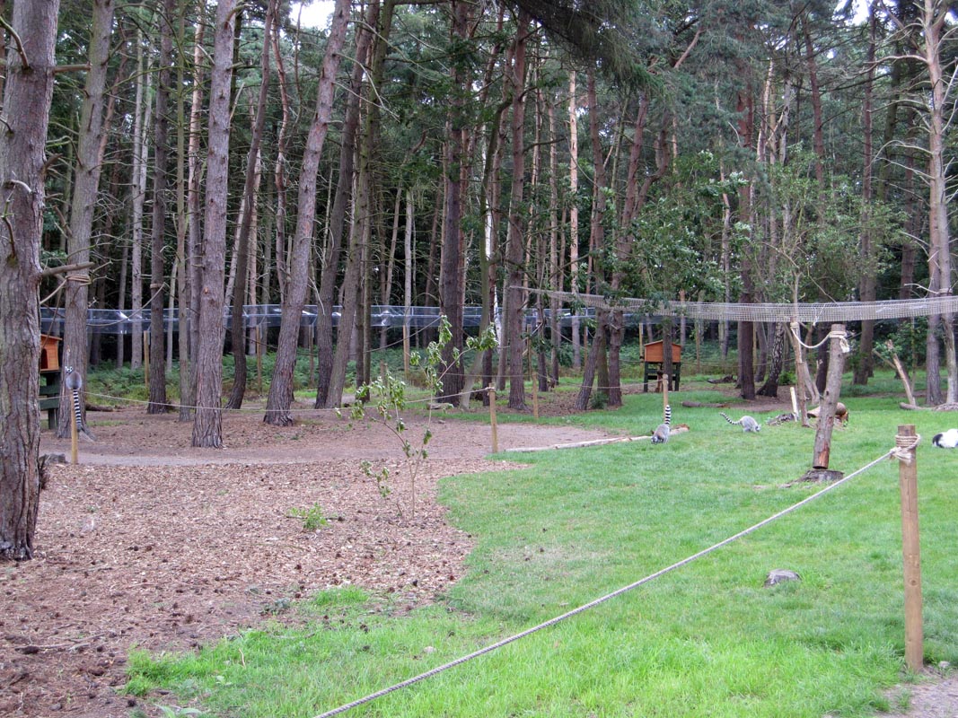 Lemur walkthrough enclosure