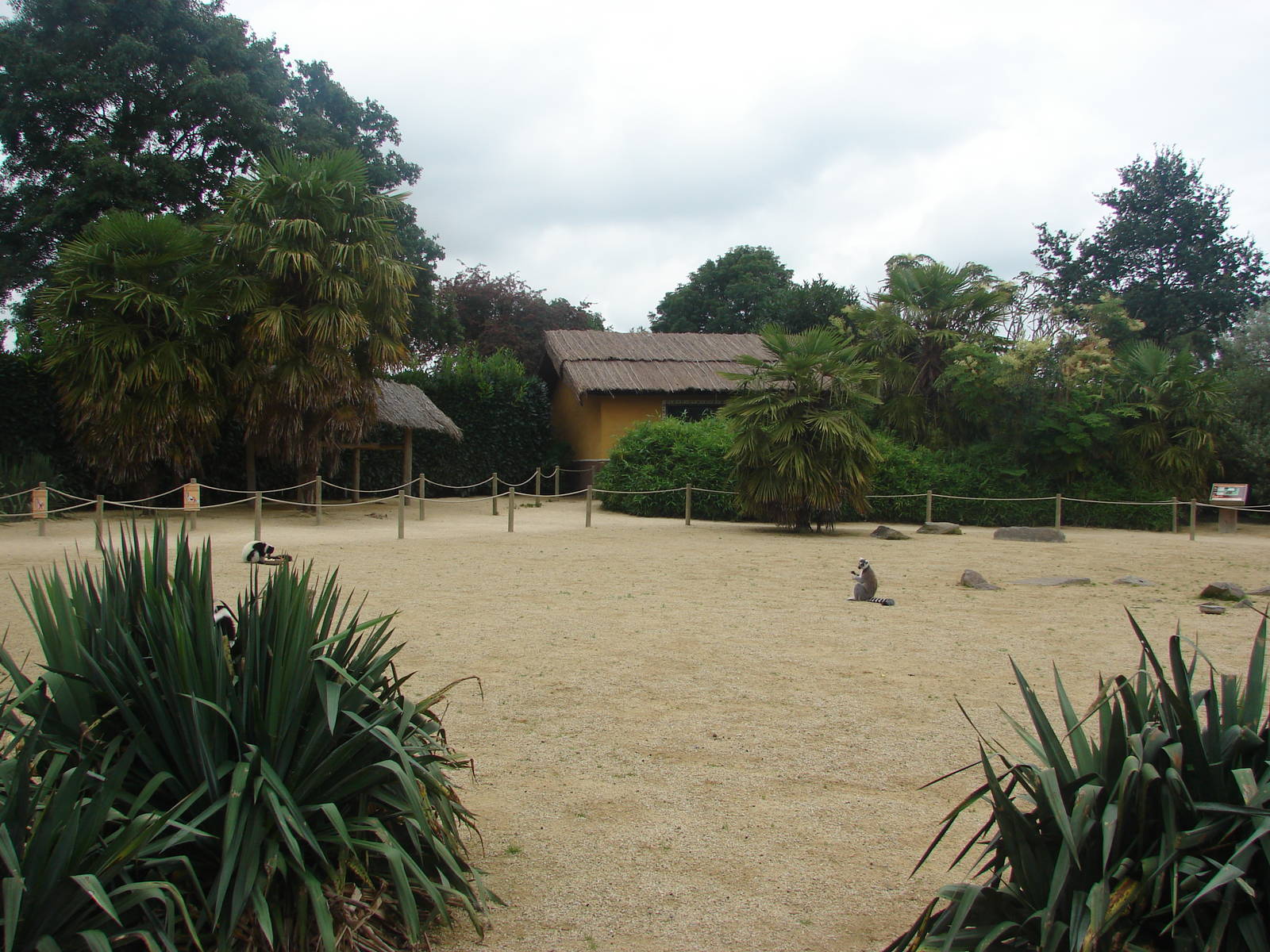 Lemur walkthrough exhibit