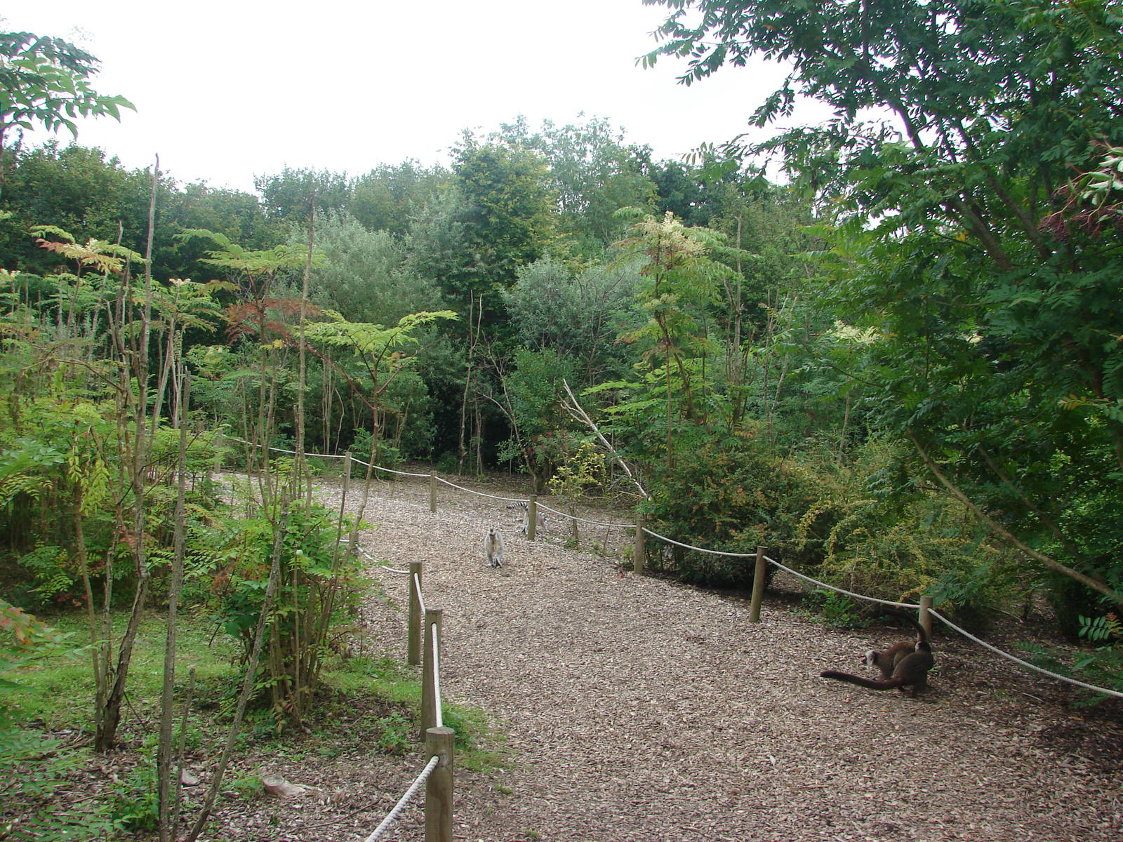 Lemur walkthrough exhibit