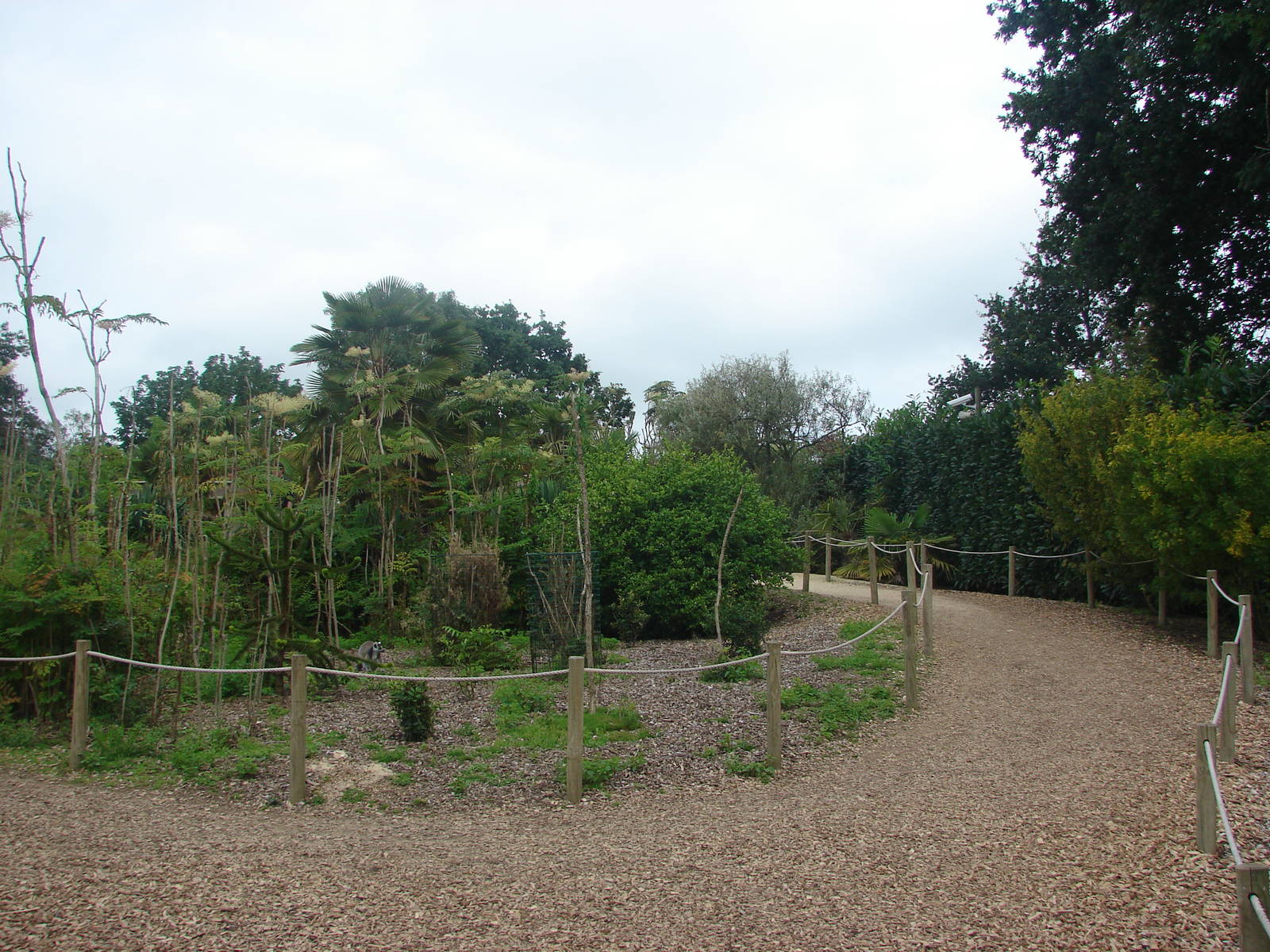 Lemur walkthrough exhibit