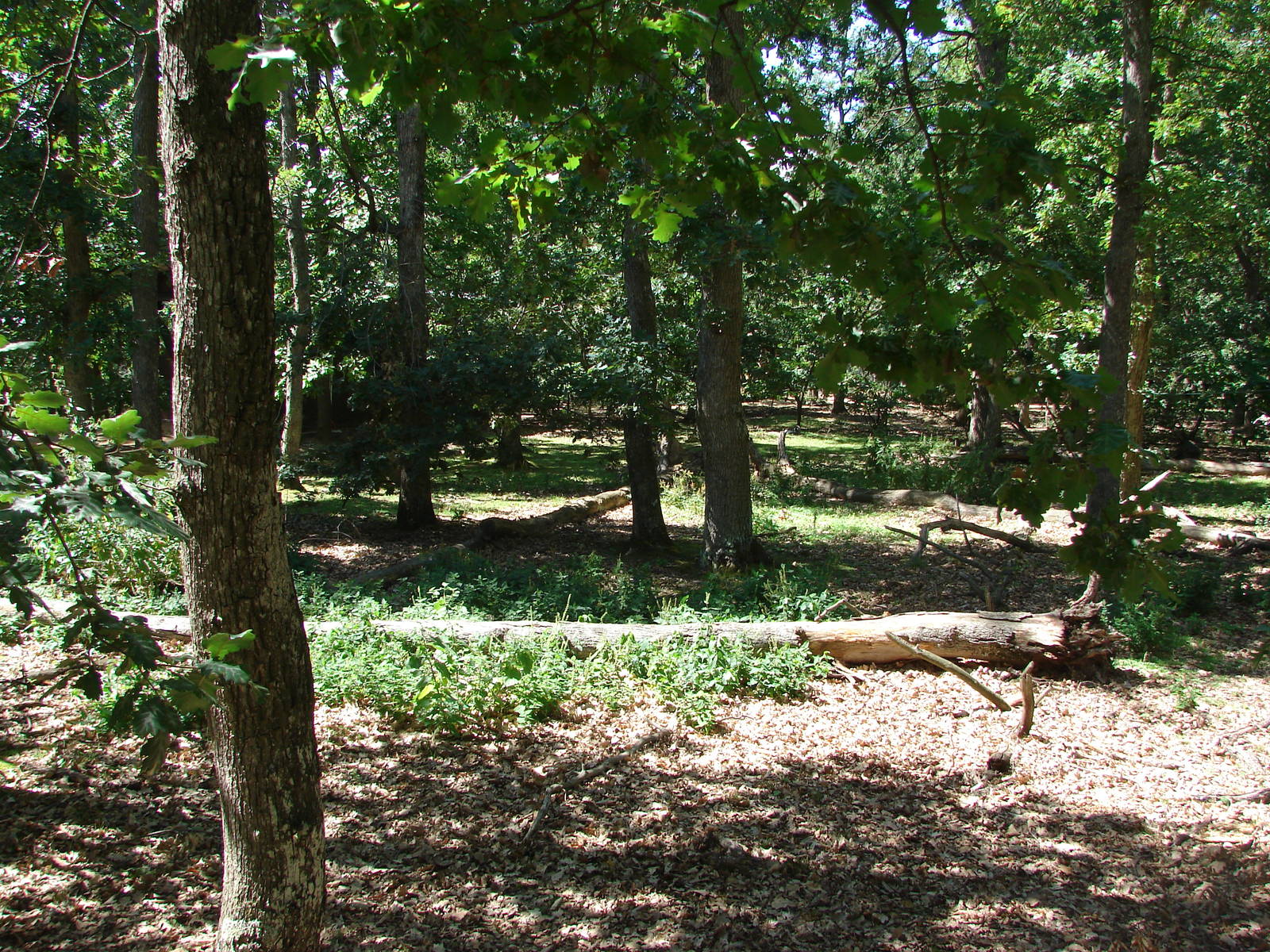 Lemur walkthrough exhibit