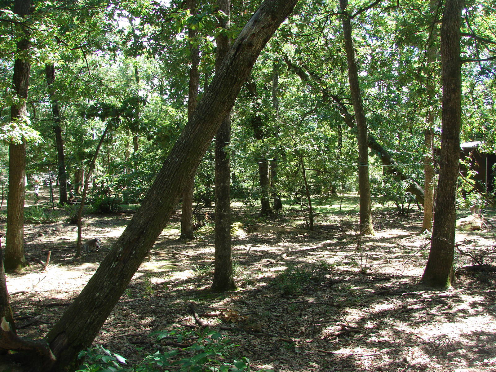 Lemur walkthrough exhibit