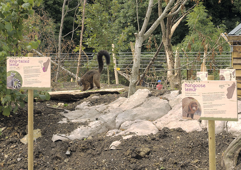 Lemur walkthrough feeding station