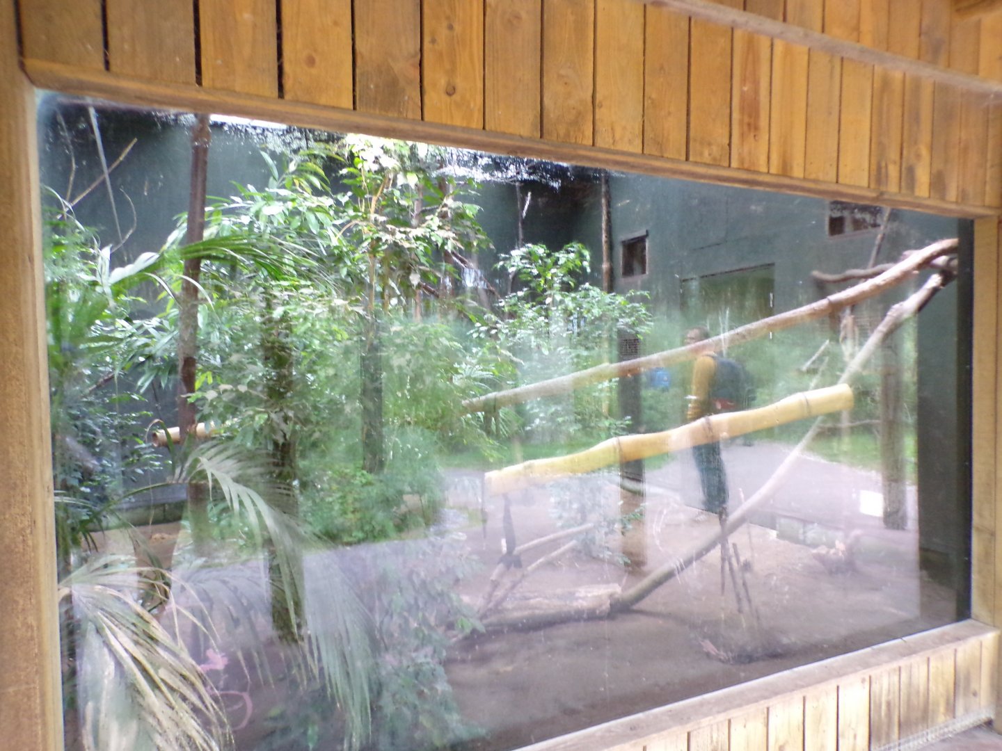 Lemur walkthrough indoors 29.6.24