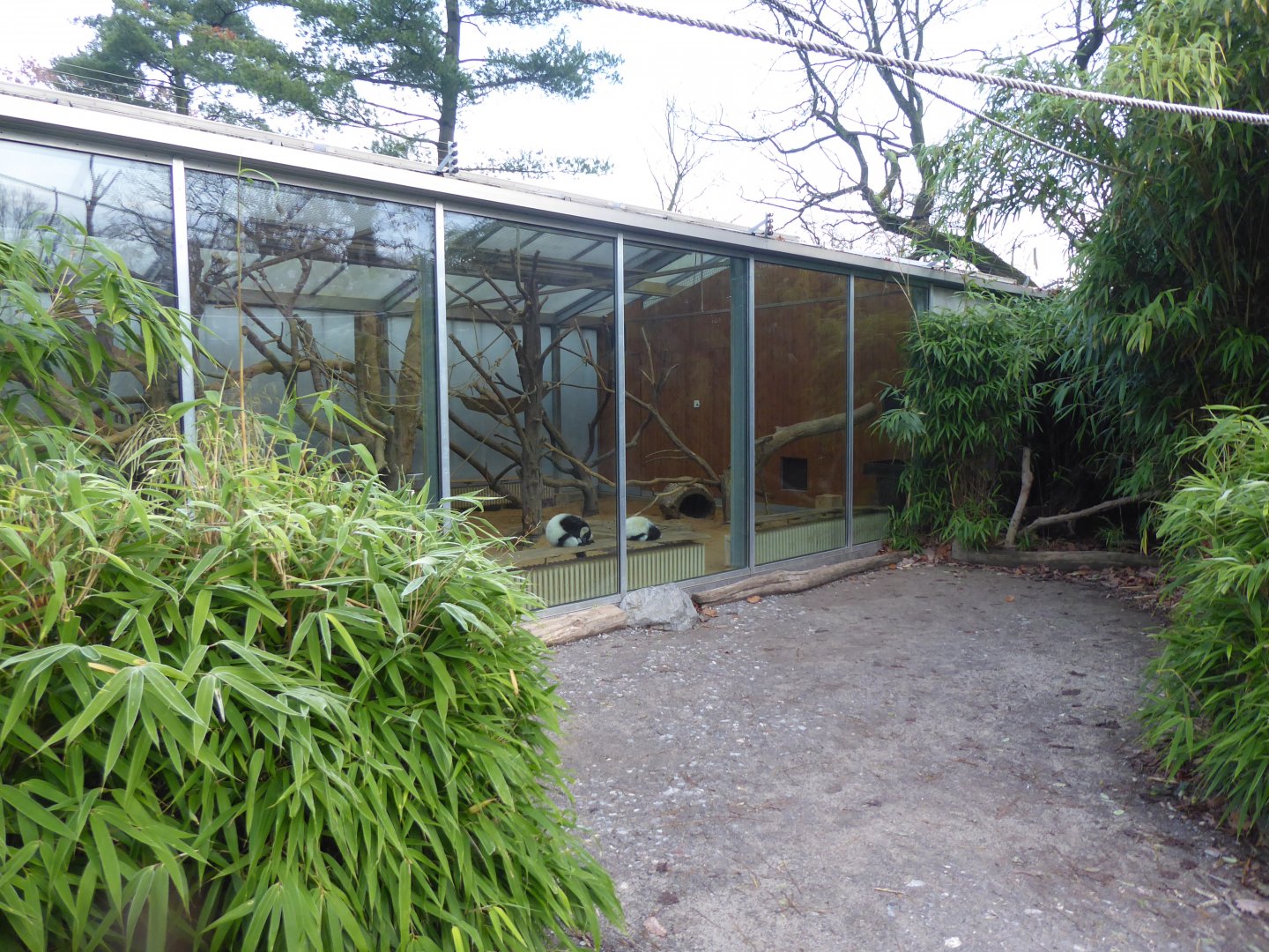 Lemur walkthrough - indoors for Black-and-white ruffed lemurs 011219