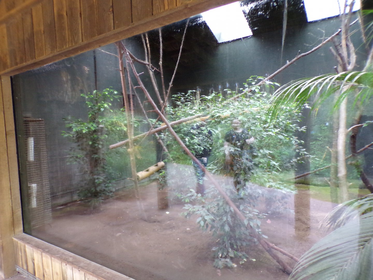 Lemur walkthrough indoors (sorry for glare) 29.6.24