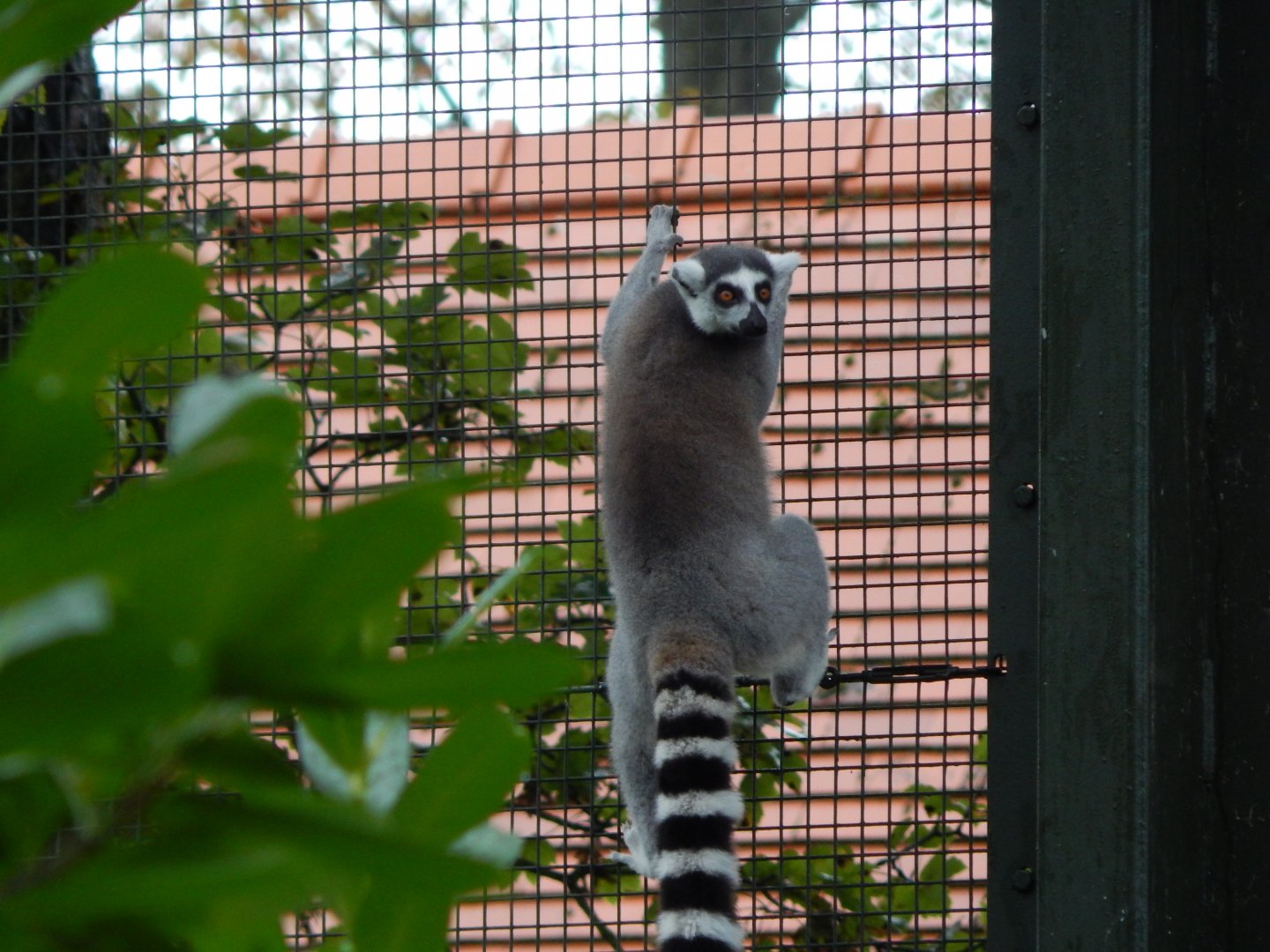 Lemur walkthrough - Ring-tailed lemur 191021