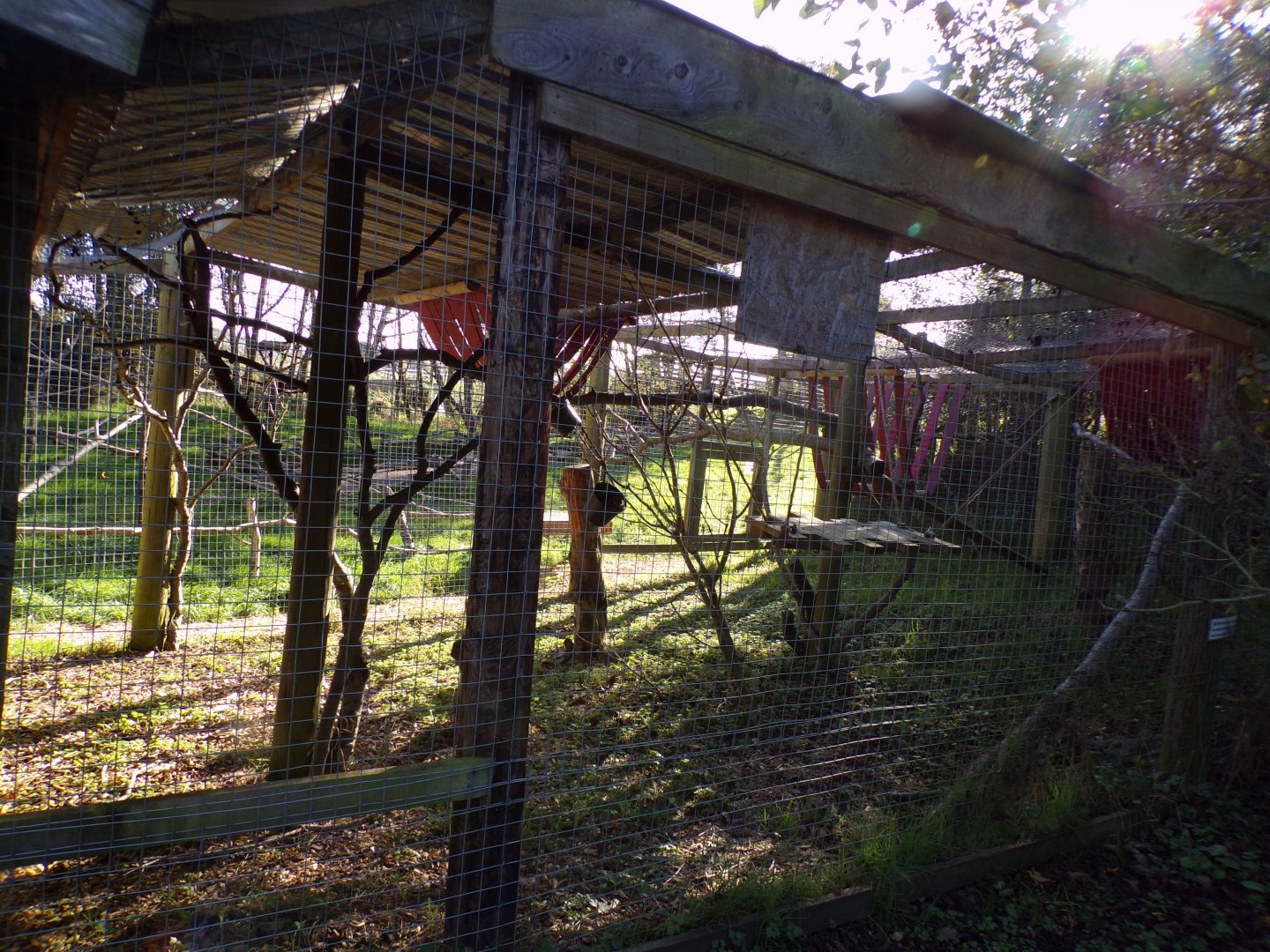 Lemur walkthrough separation cage 14.10.23