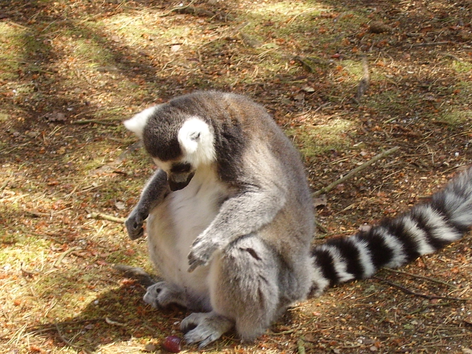 Lemur Walkthrough