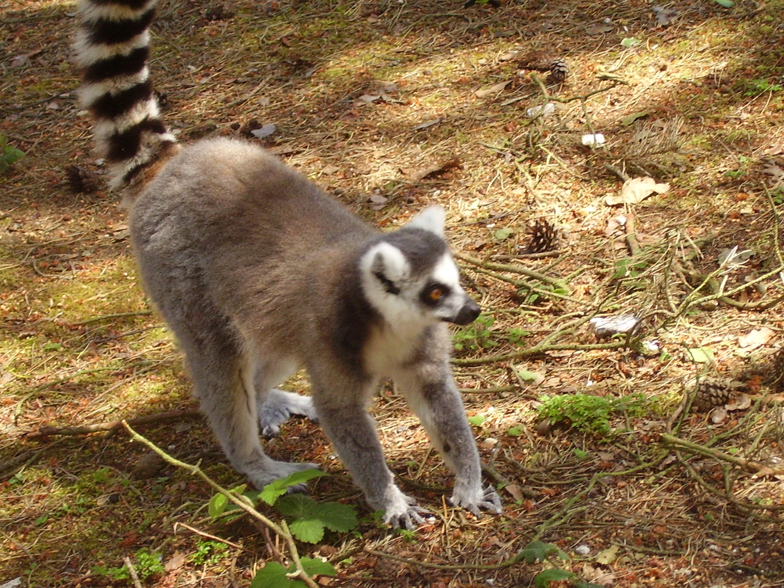 Lemur Walkthrough