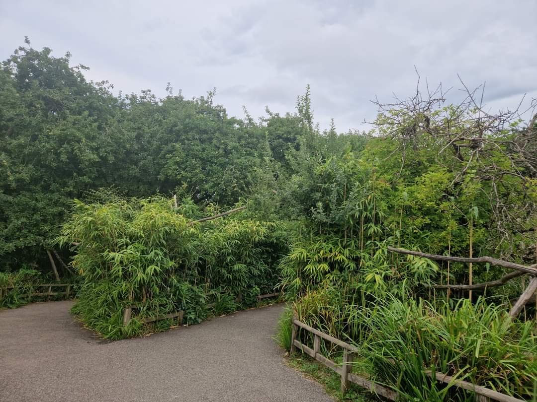 Lemur Walktrough exhibit