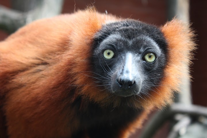 Lemur wari (Varecia variegata) ???