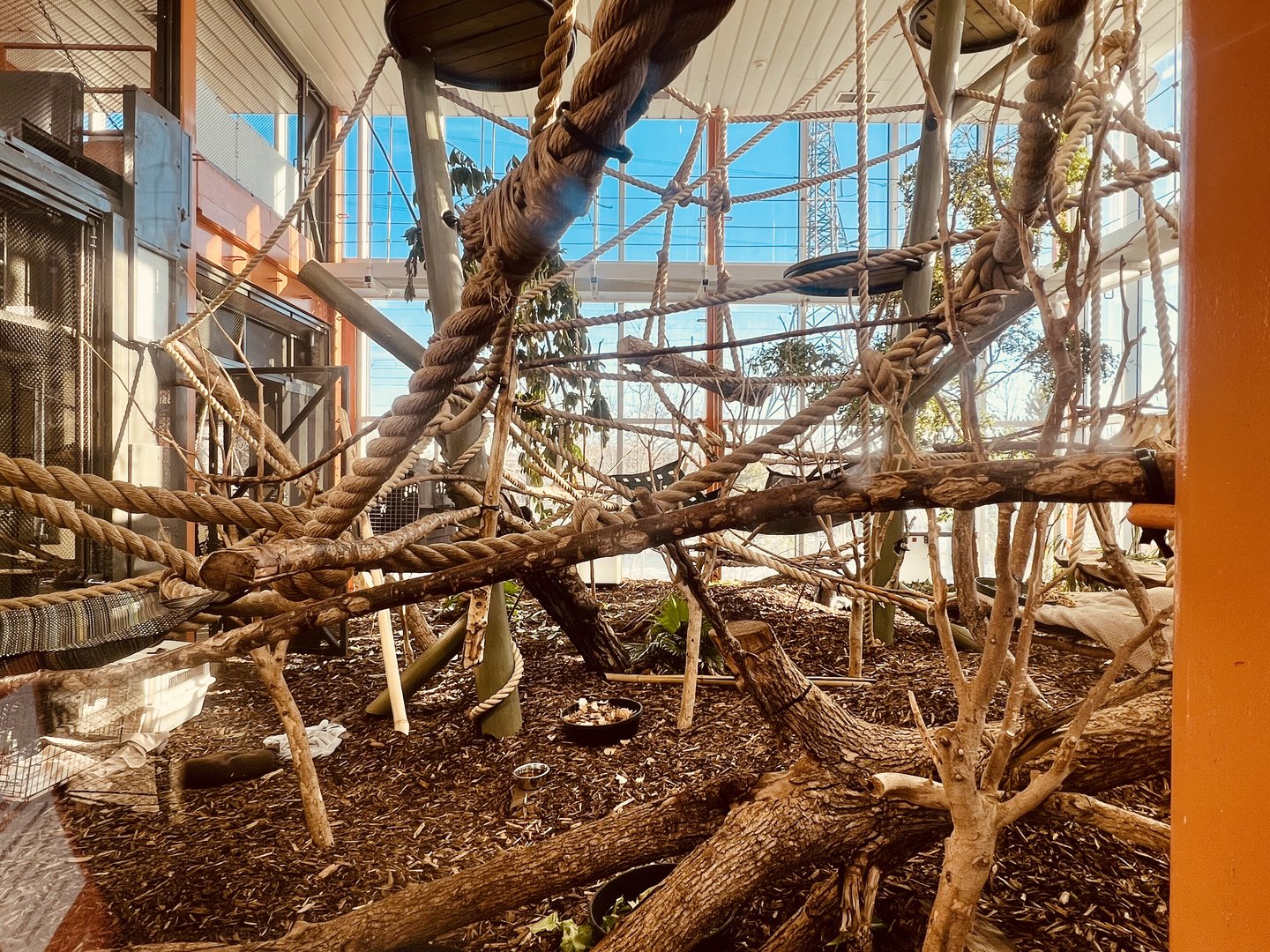 Lemur Winter Quarters.