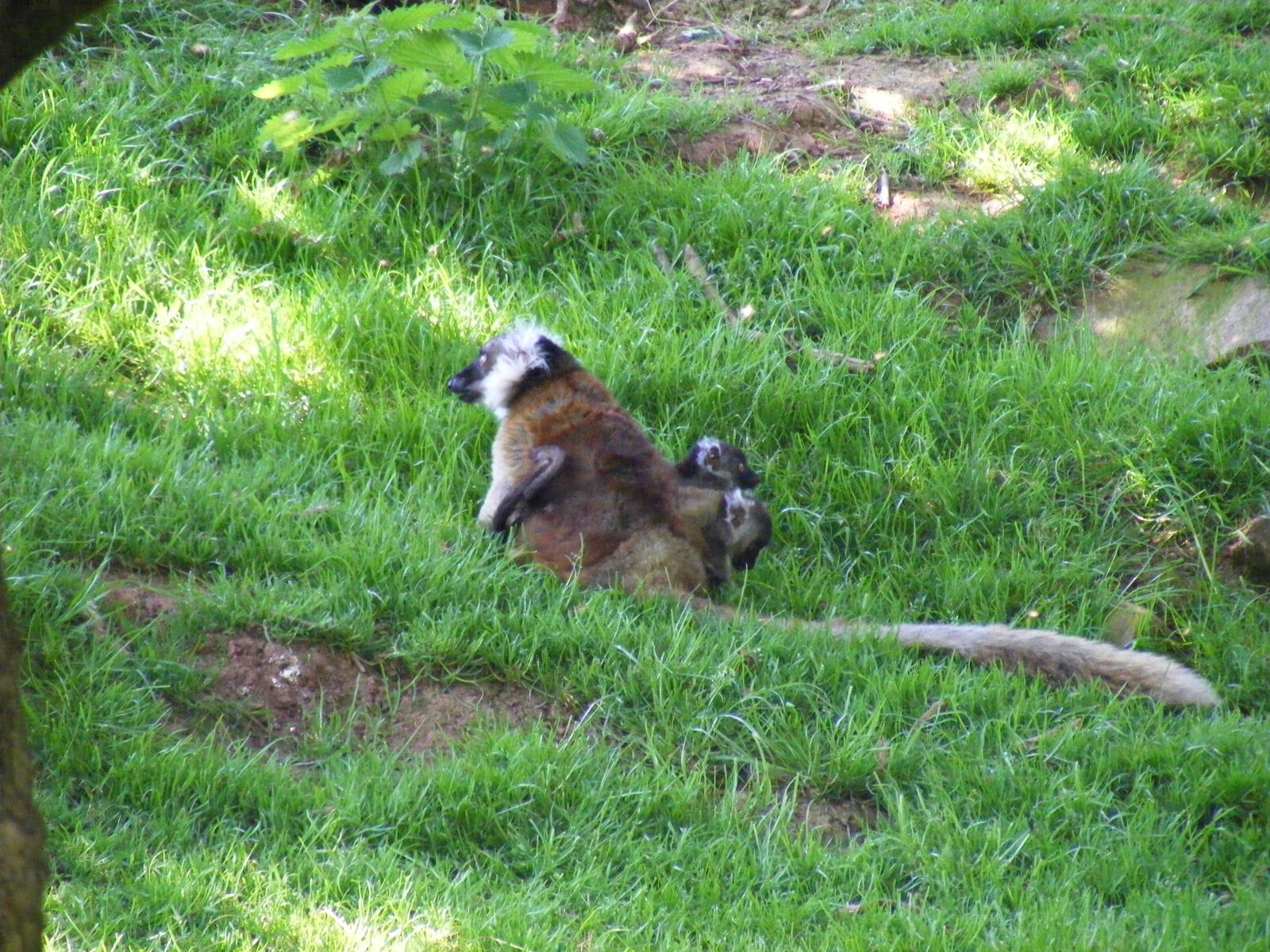 Lemur with twin babies at South Lakes Wild Animal Park, 23 May 2010