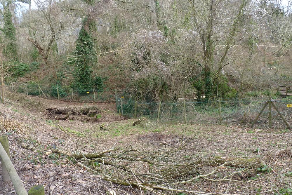 Lemur Wood 15 February 2012