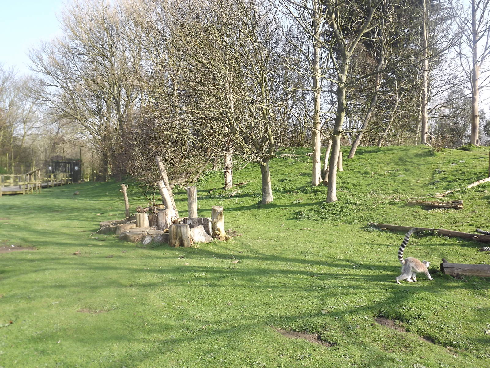 Lemur Wood at Blackpool Zoo 25/03/12