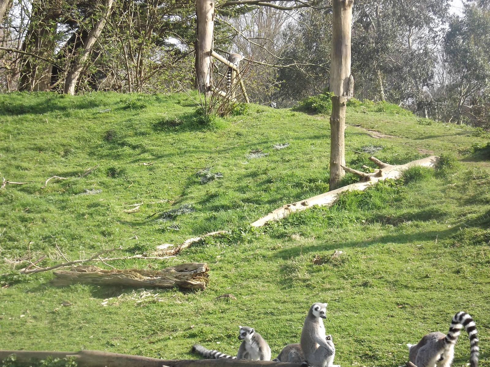 Lemur Wood at Blackpool Zoo 25/03/12