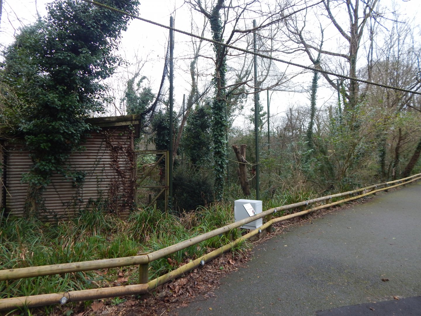 Lemur Wood - Red ruffed lemur enclosure 050224