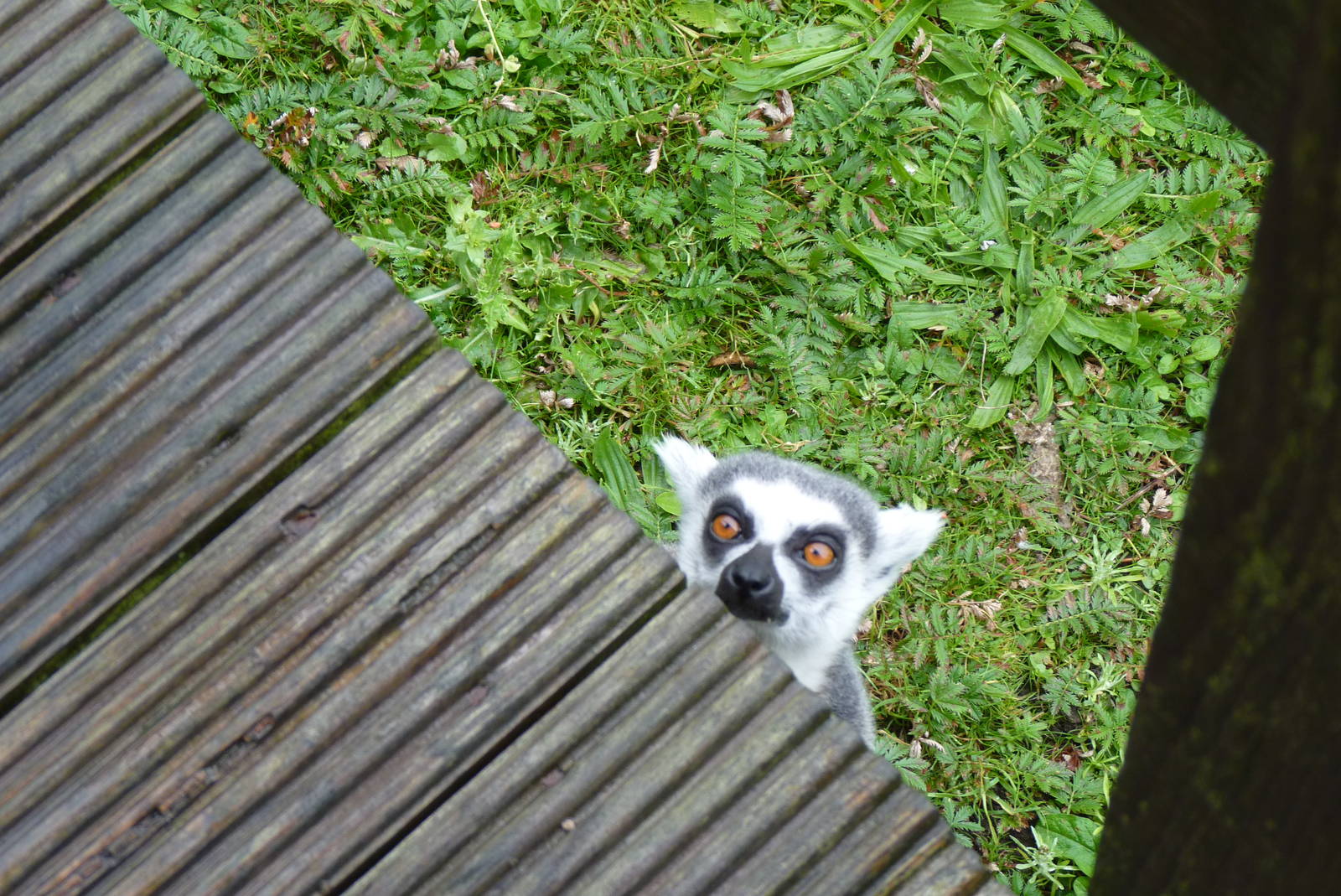 Lemur Wood, September 2016