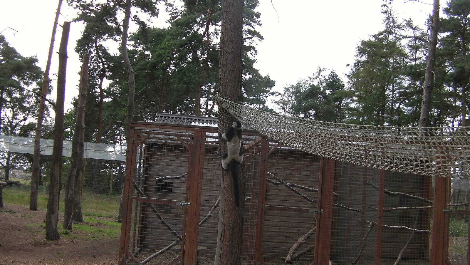 Lemur Woods - 19.08.2011