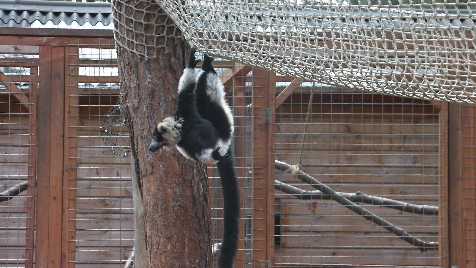 Lemur Woods - 19.08.2011