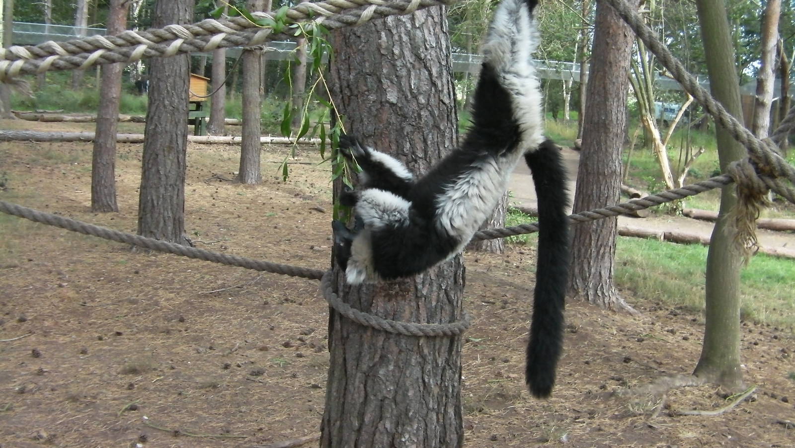 Lemur Woods - 19.08.2011